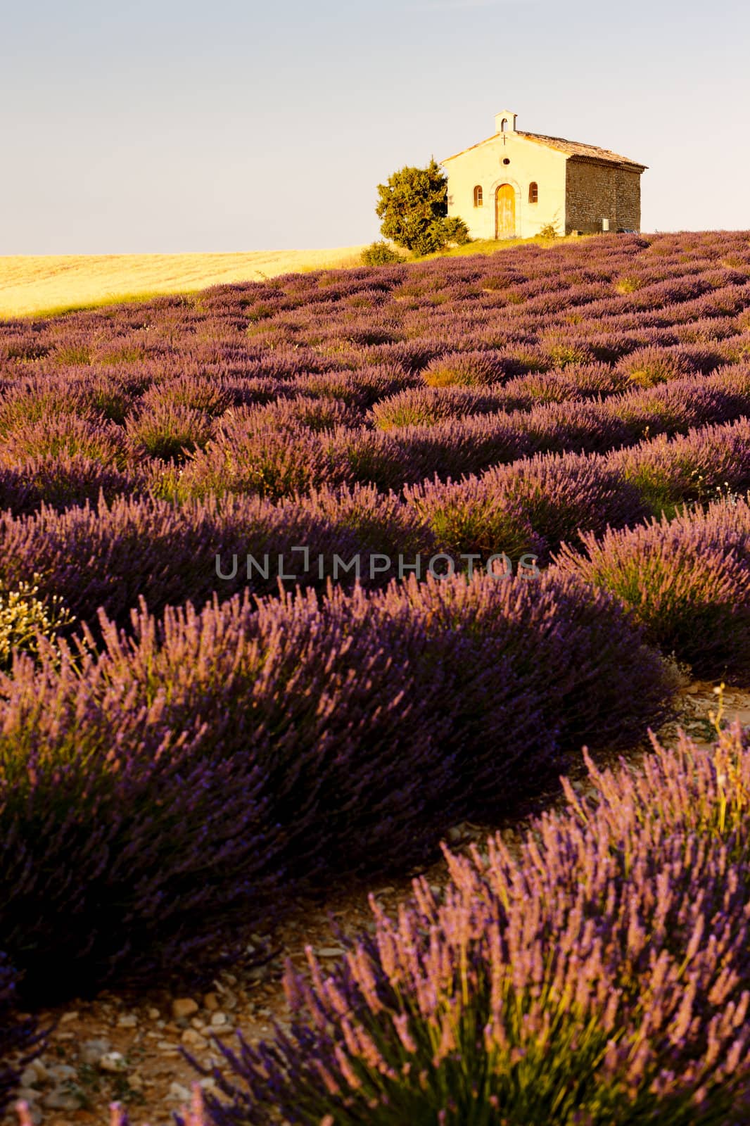 chapel with lavender field, Plateau de Valensole, Provence, France