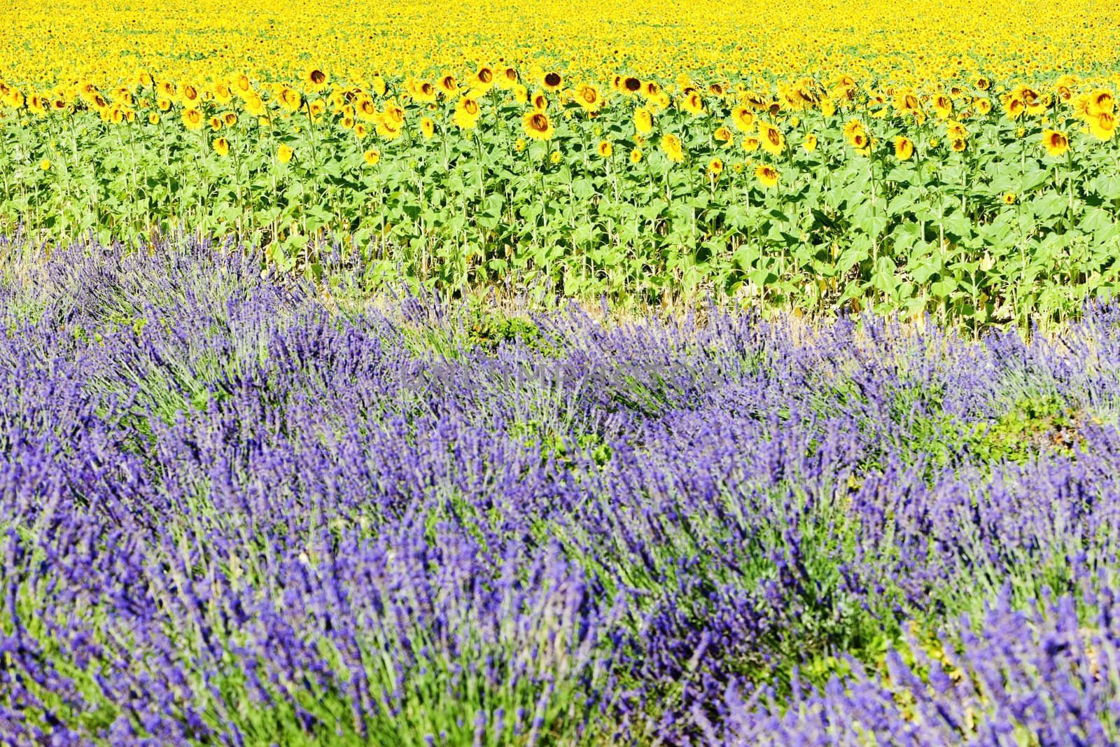 lavender and sunflower fields, Provence, France by phbcz