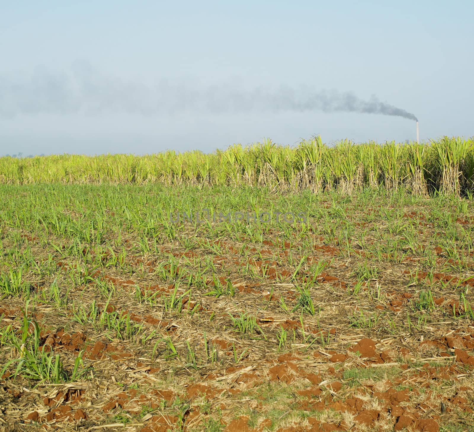 sugar cane field, Ren� Fraga sugar factory, Cuba