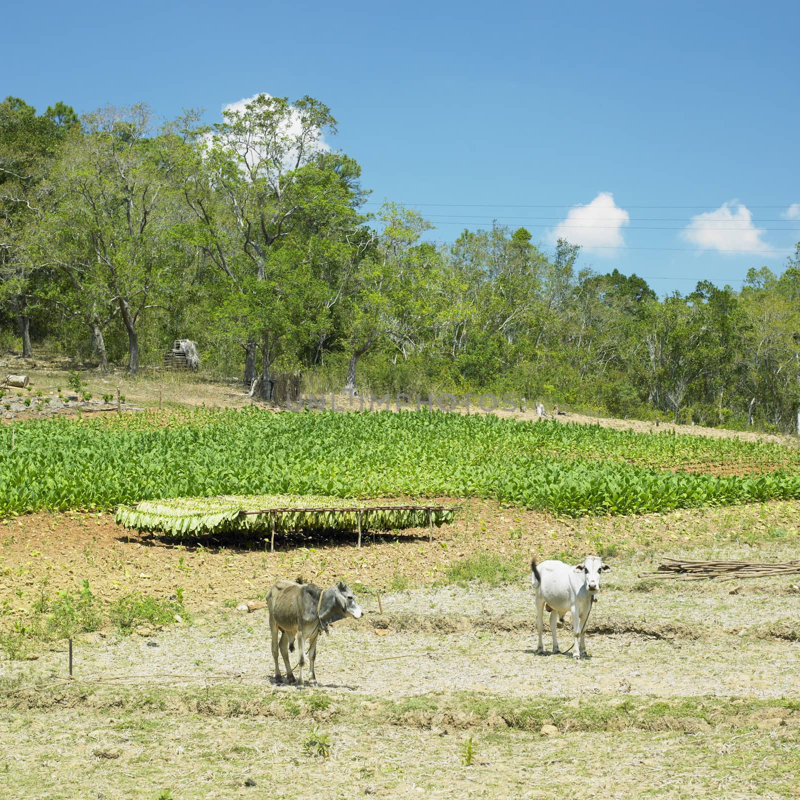 tobacco field, Pinar del Rio Province, Cuba by phbcz