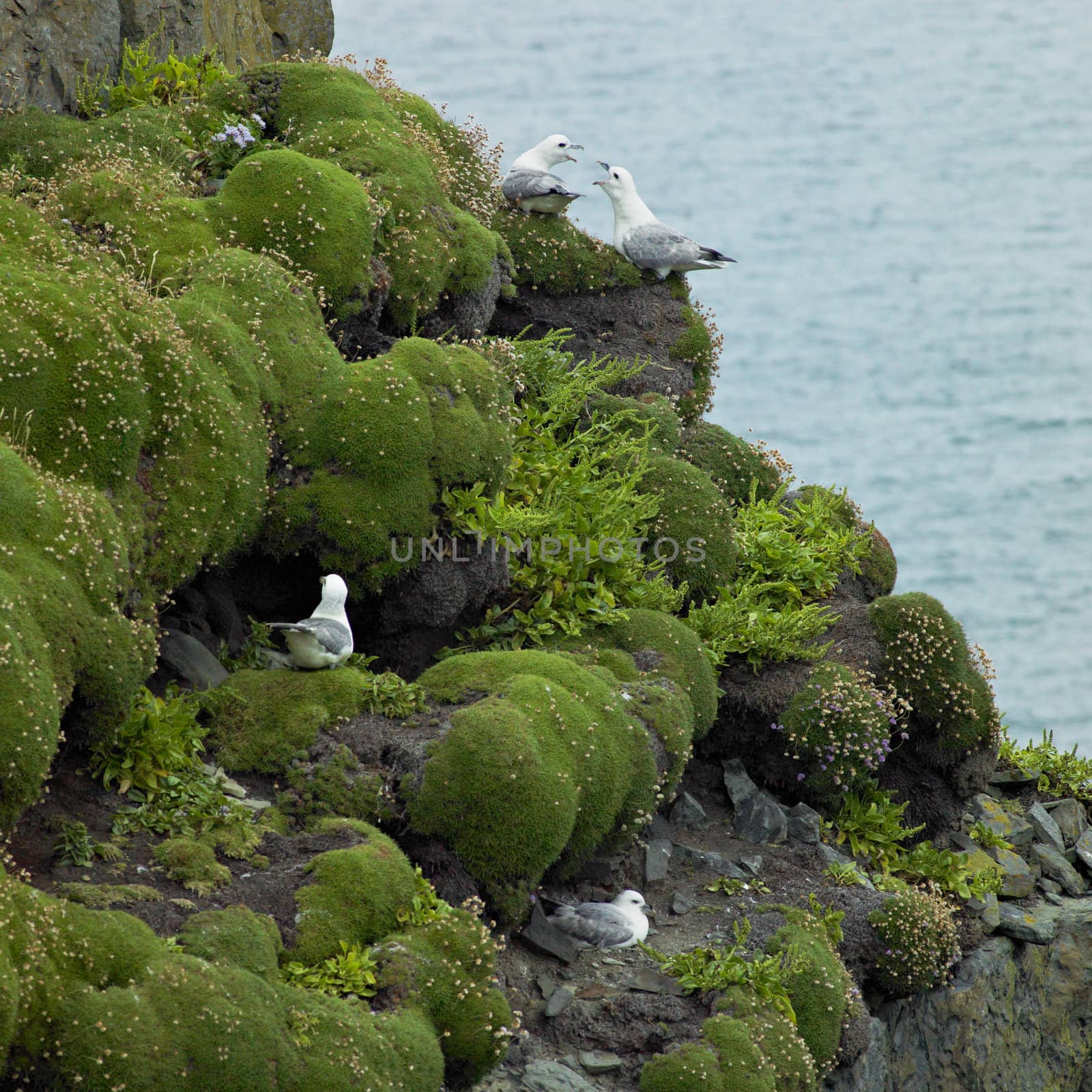 sea birds, Loop Head, County Clare, Ireland by phbcz