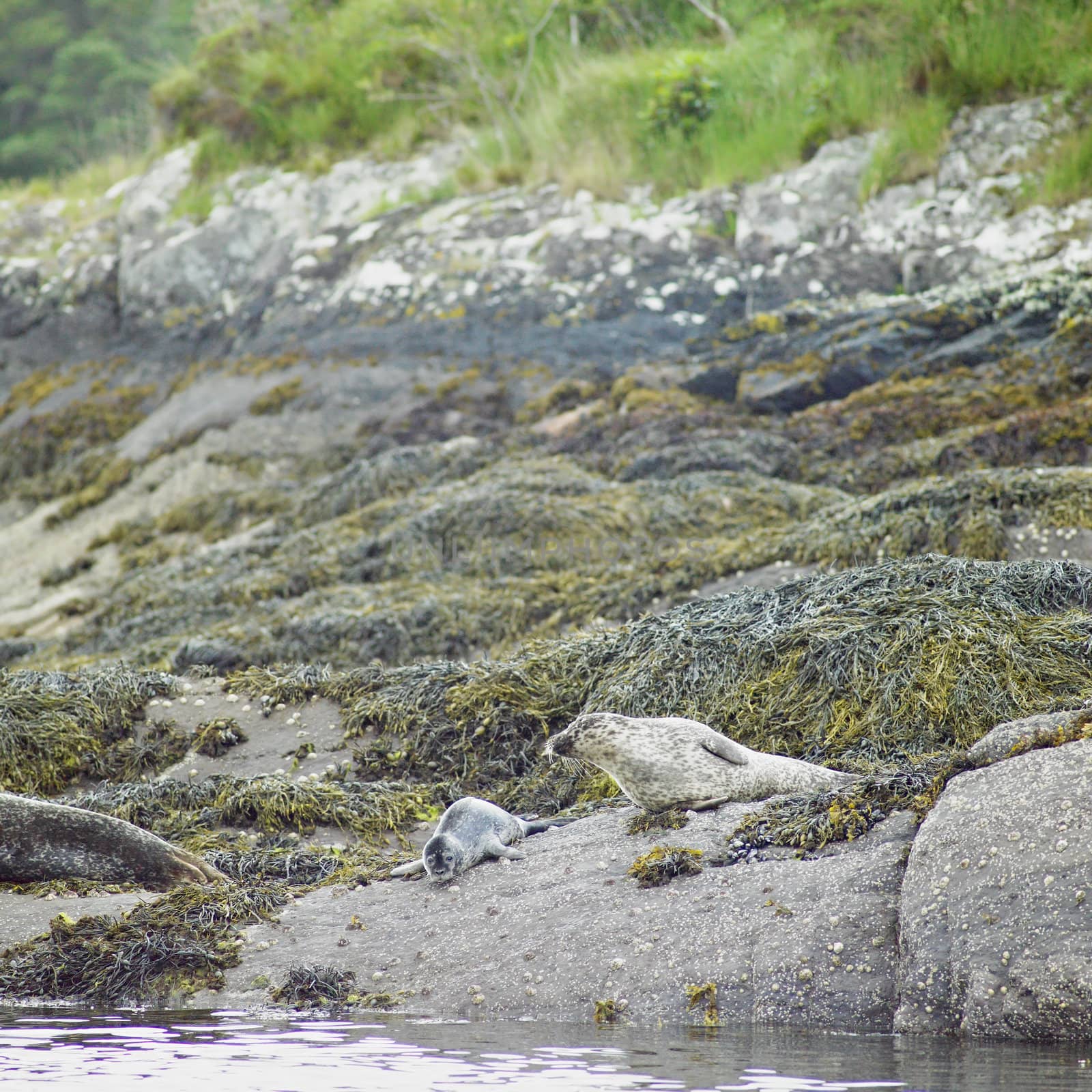 seals, Bantry Bay, County Cork, Ireland by phbcz