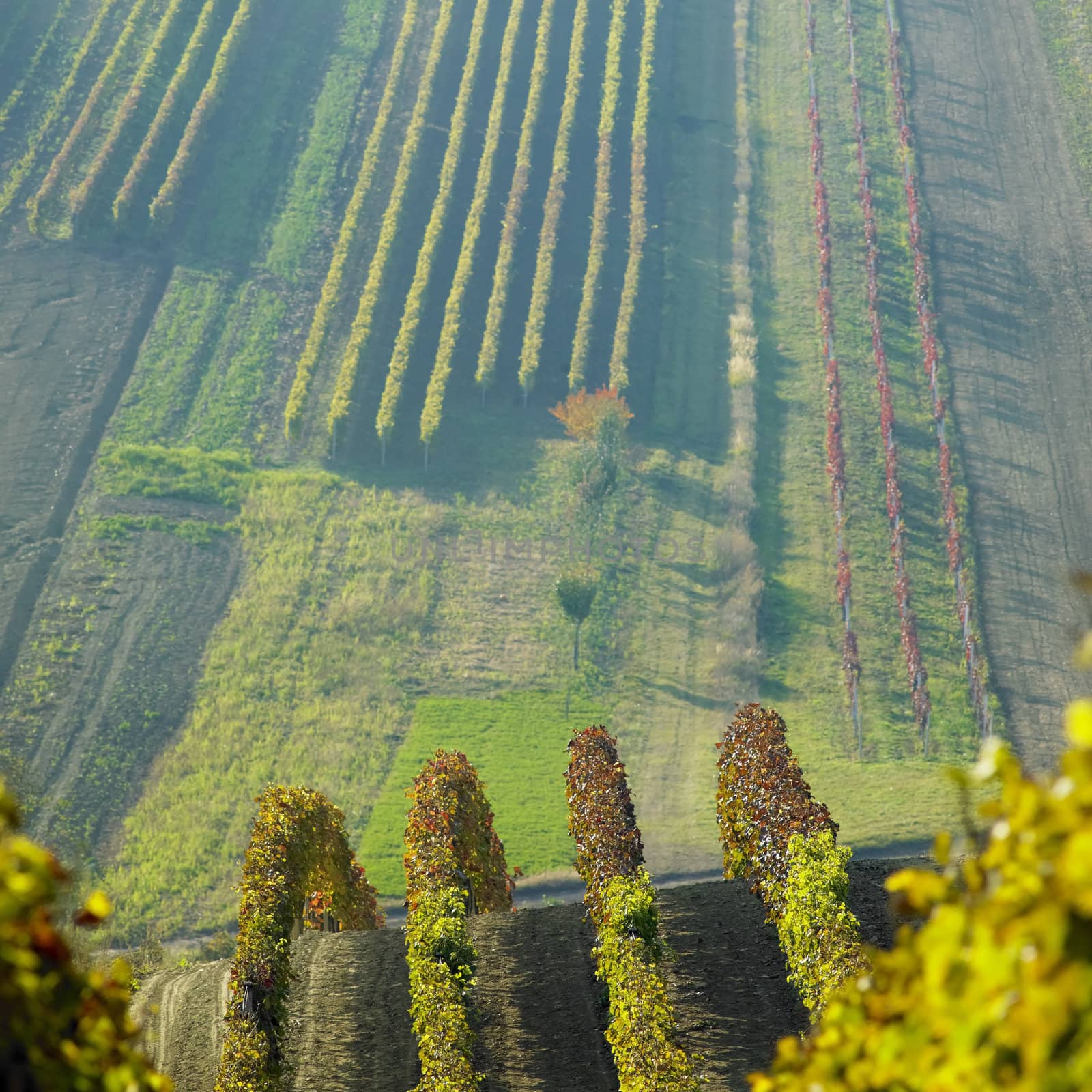 vineyards in Cejkovice region, Czech Republic