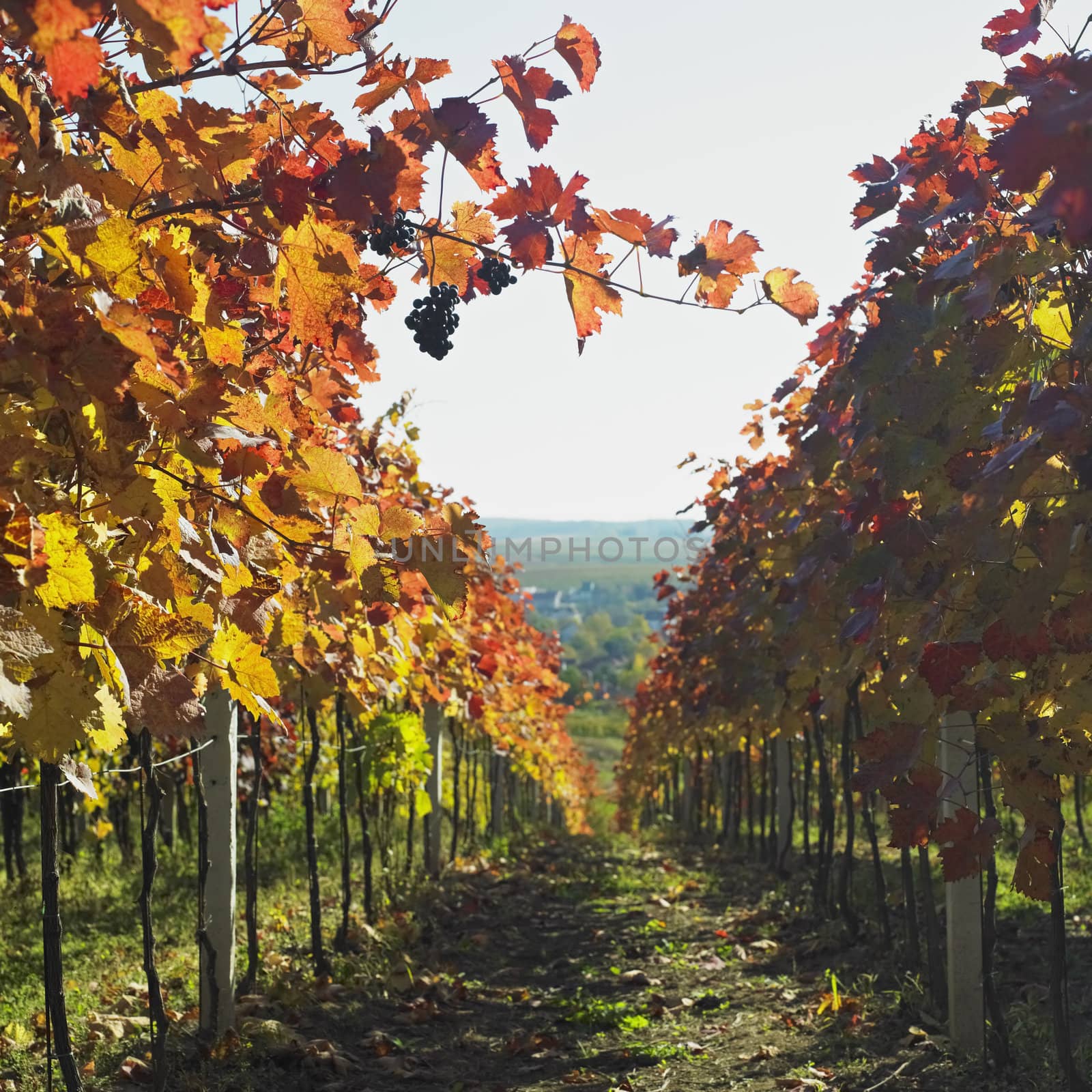 vineyard, Biza Winery, Cejkovice, Czech Republic