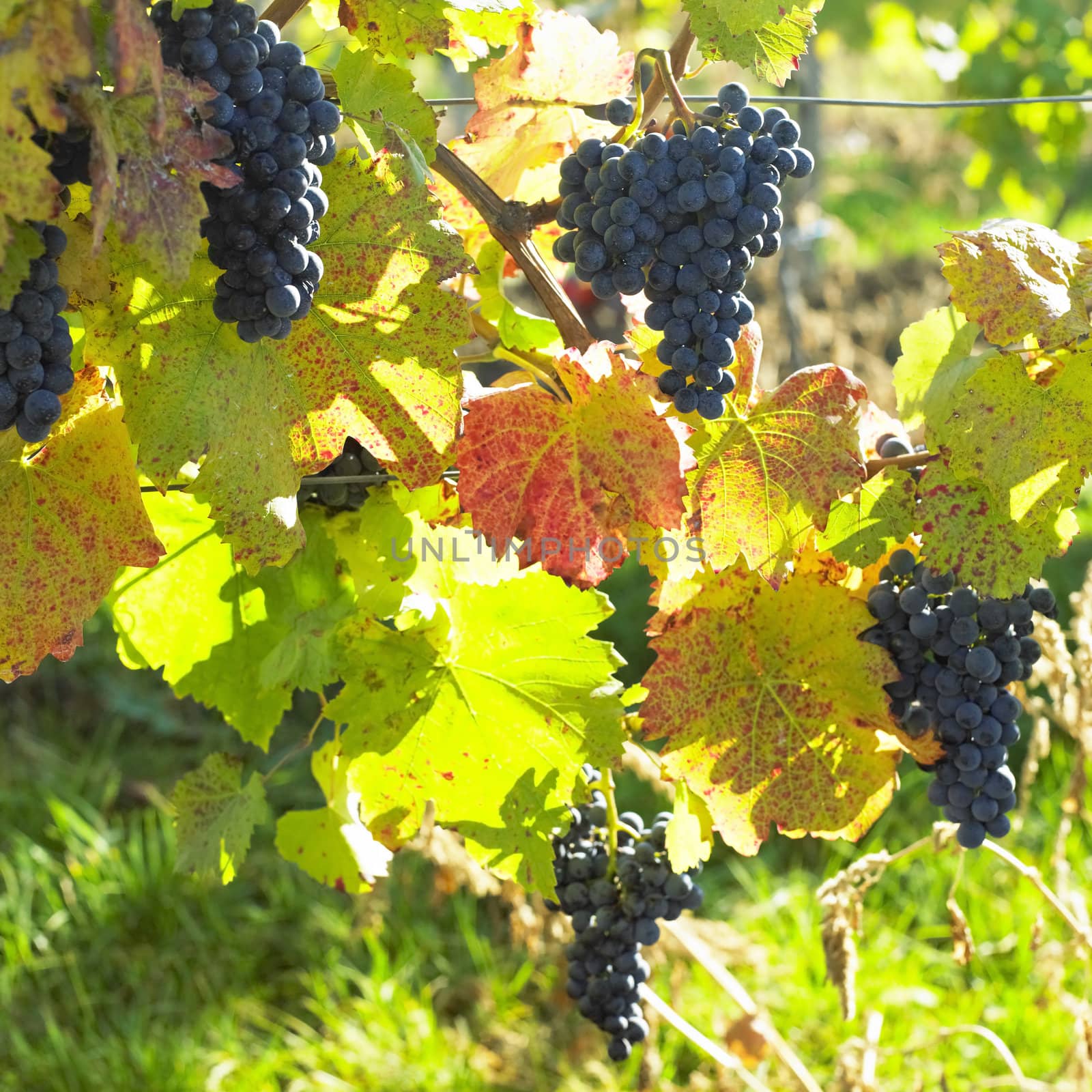 grapevines in vineyard (frankovka), Czech Republic by phbcz
