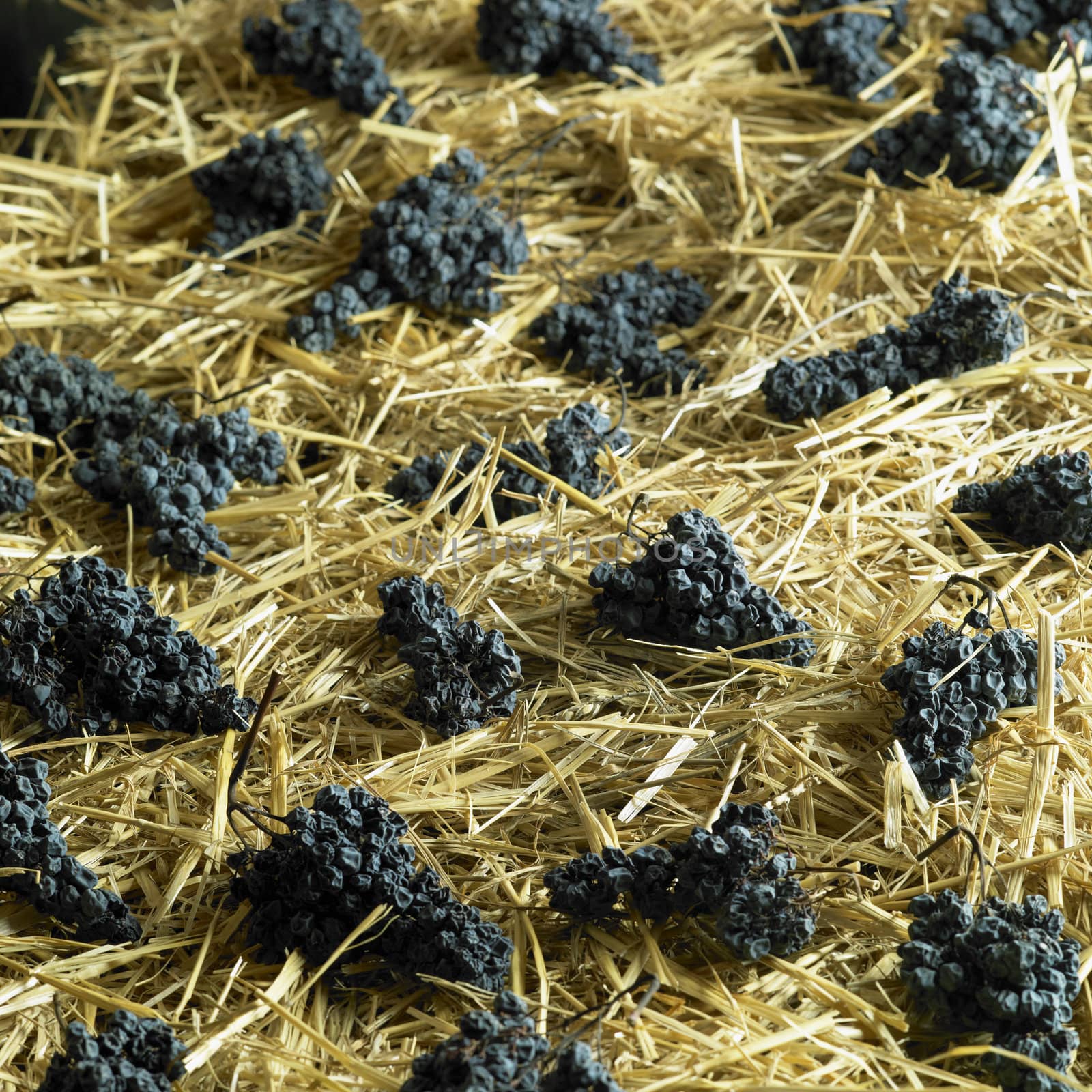 grapes drying for straw wine (neronet), Biza Winery, Cejkovice,  by phbcz