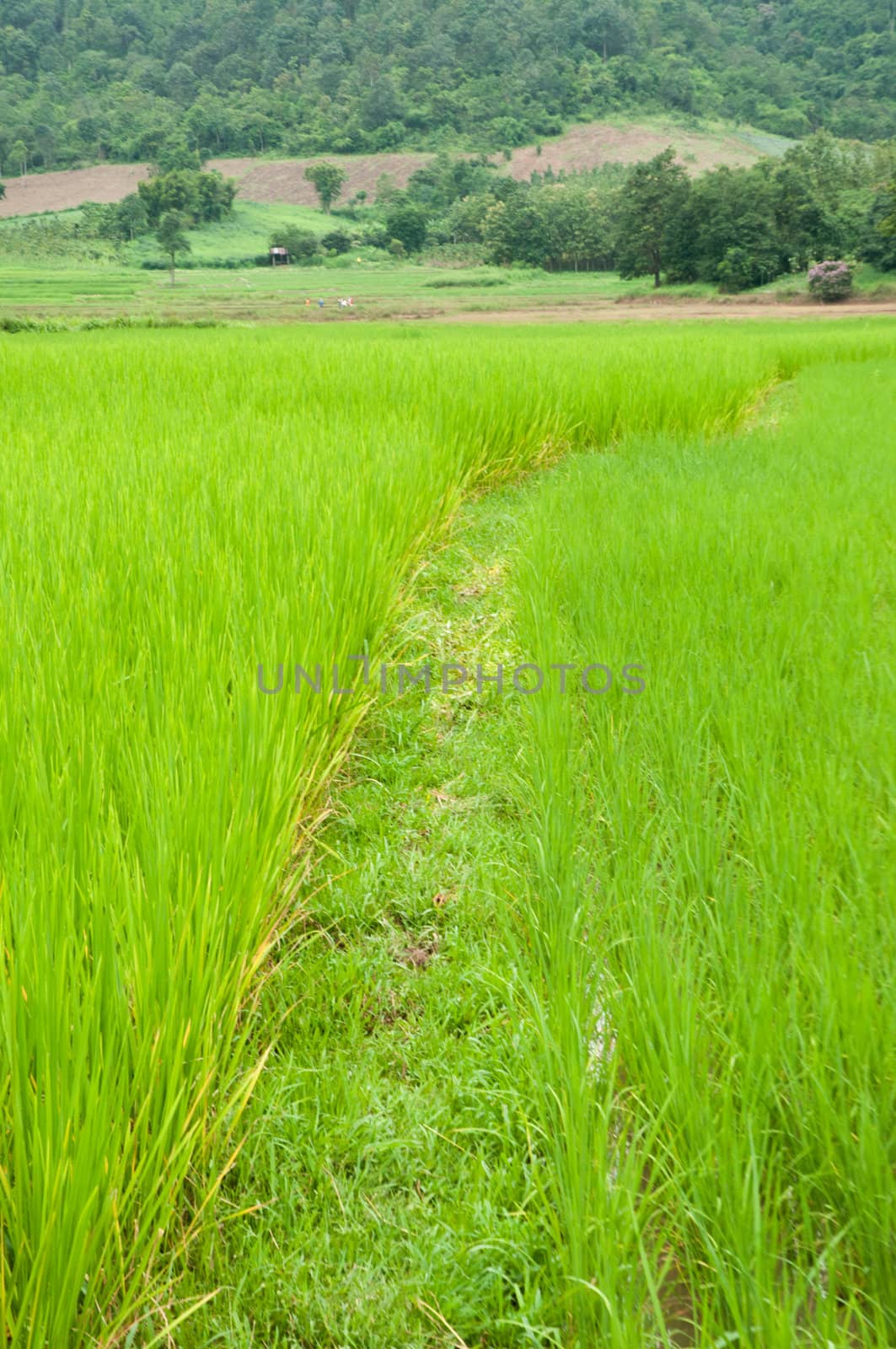rice field 