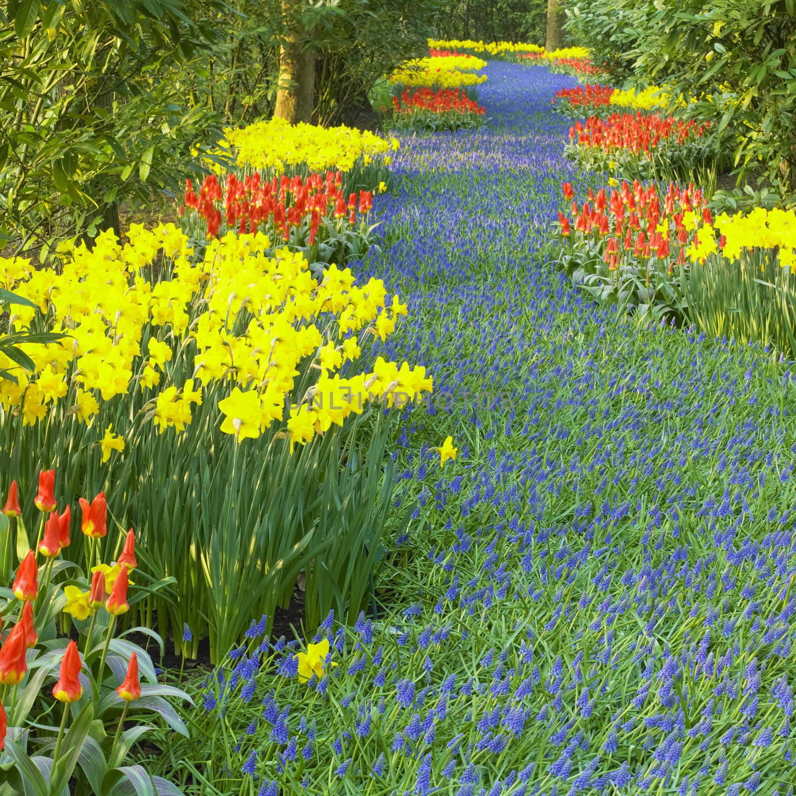 Keukenhof Gardens, Lisse, Netherlands