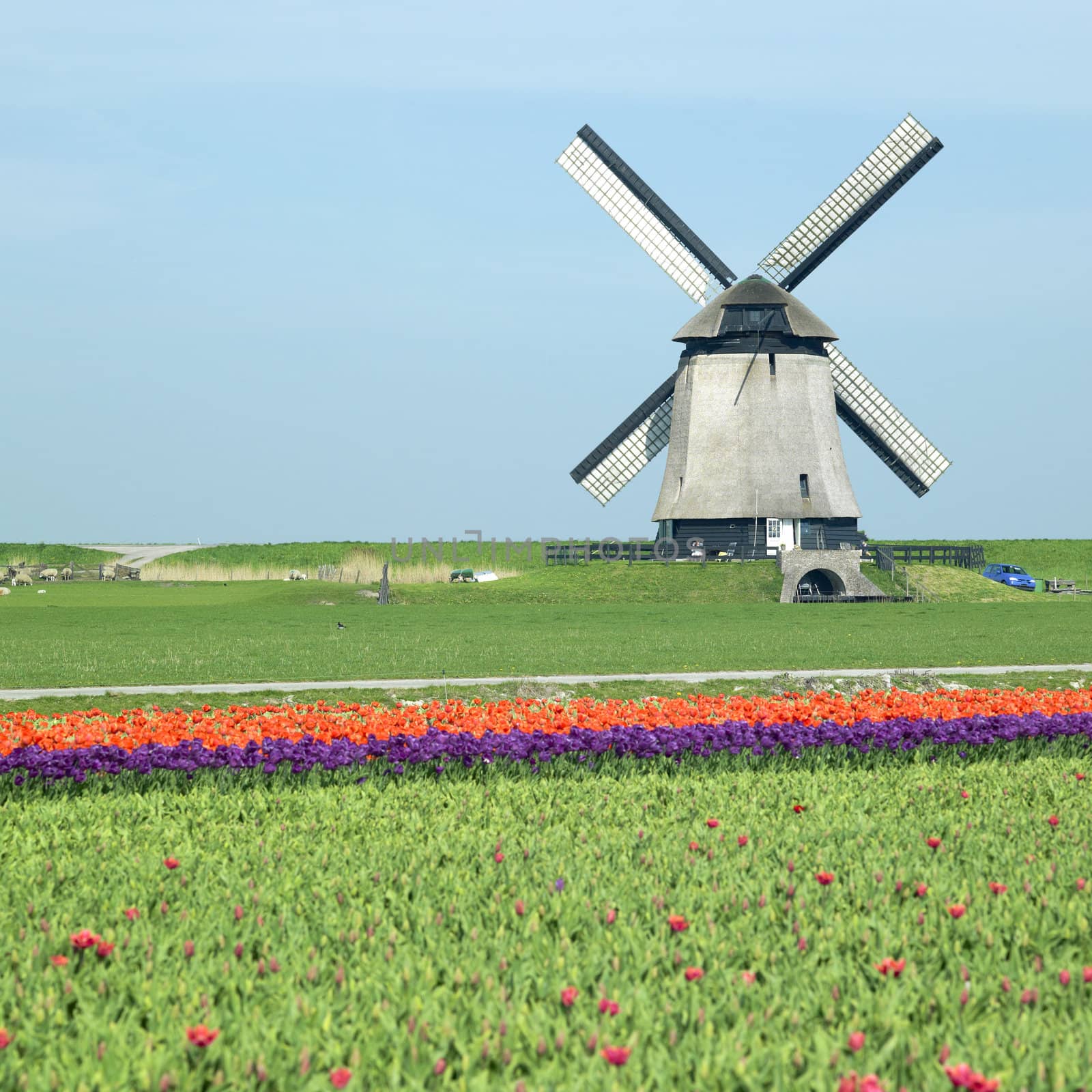 windmill with tulip field near Schermerhorn, Netherlands by phbcz