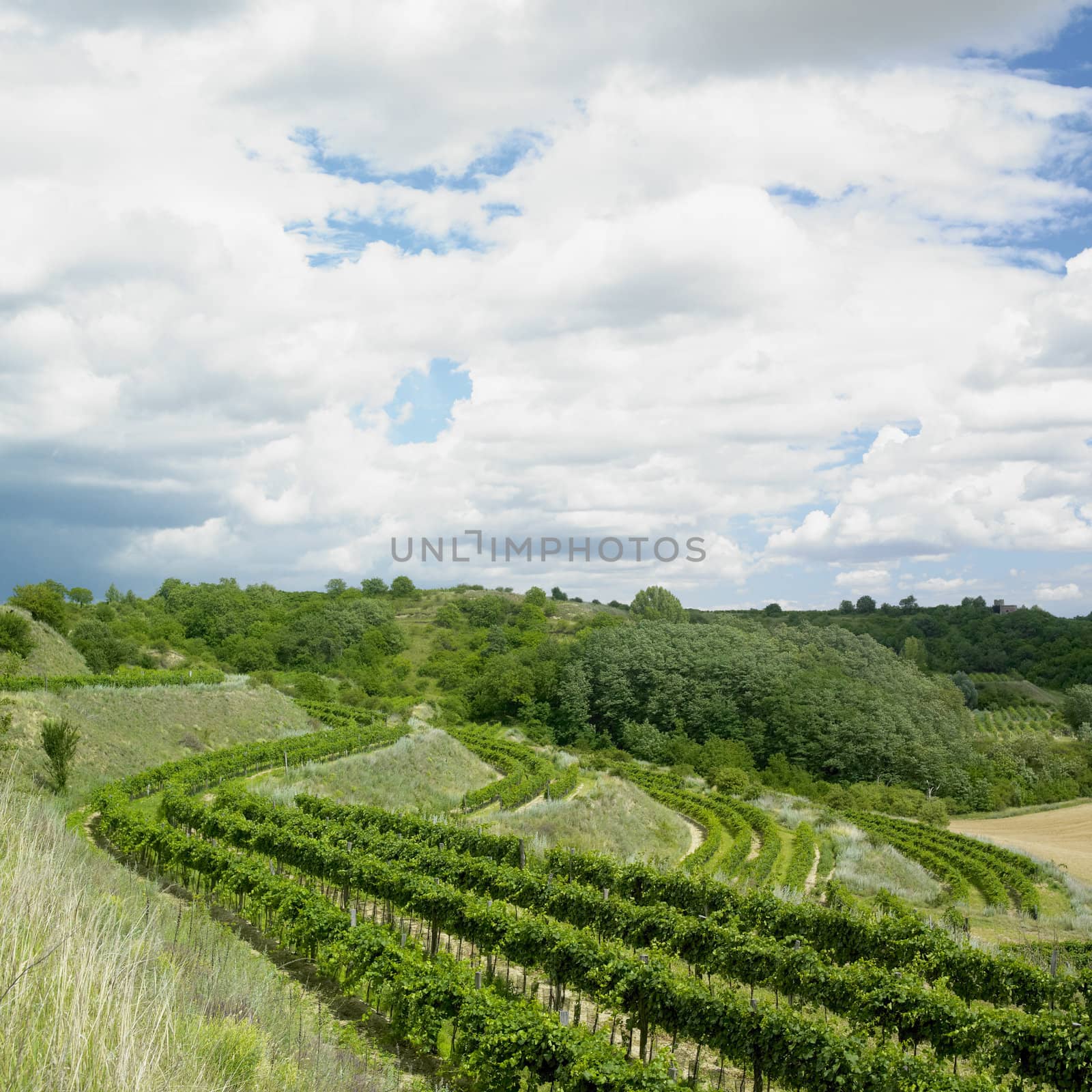 vineyards, Eko Hnizdo, Czech Republic by phbcz
