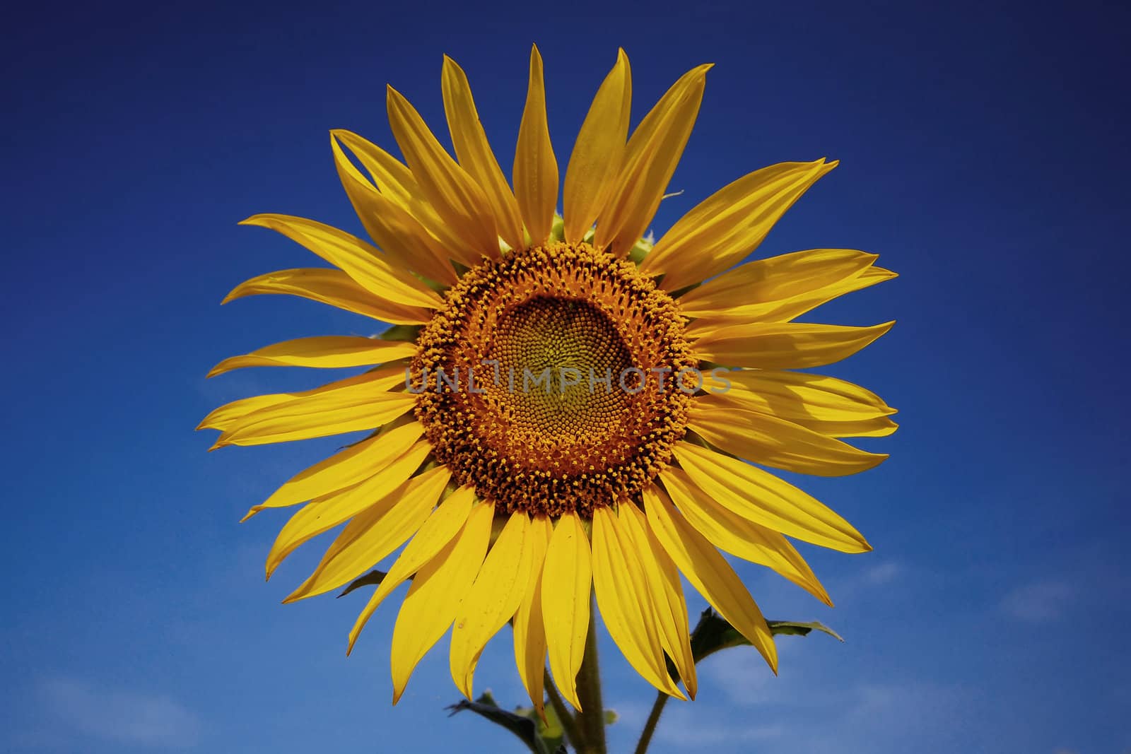 A round yellow sunflower isolated from blue sky