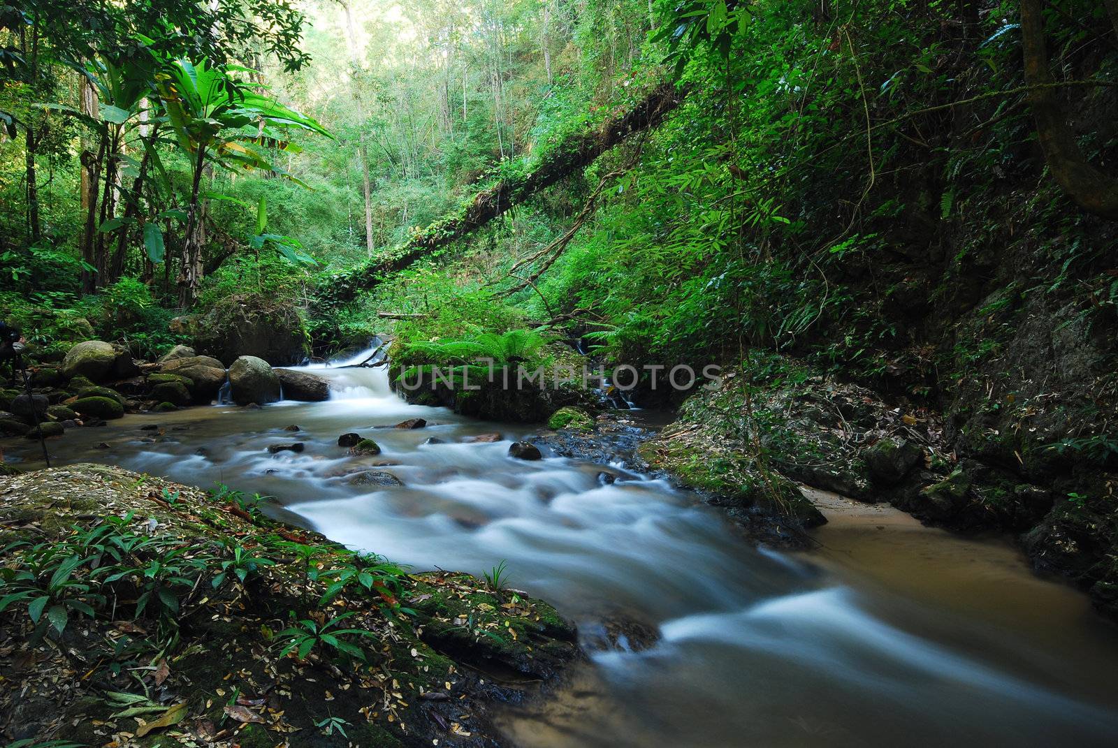 A small creek flowing in a green forest from Thailand