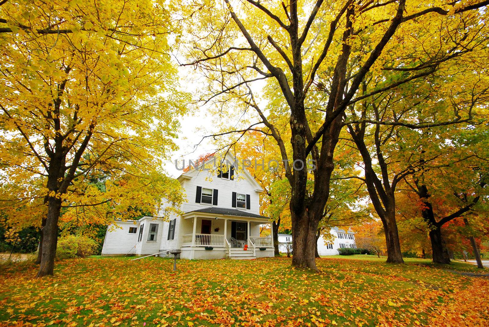 A  house sits under a big colorful tree.