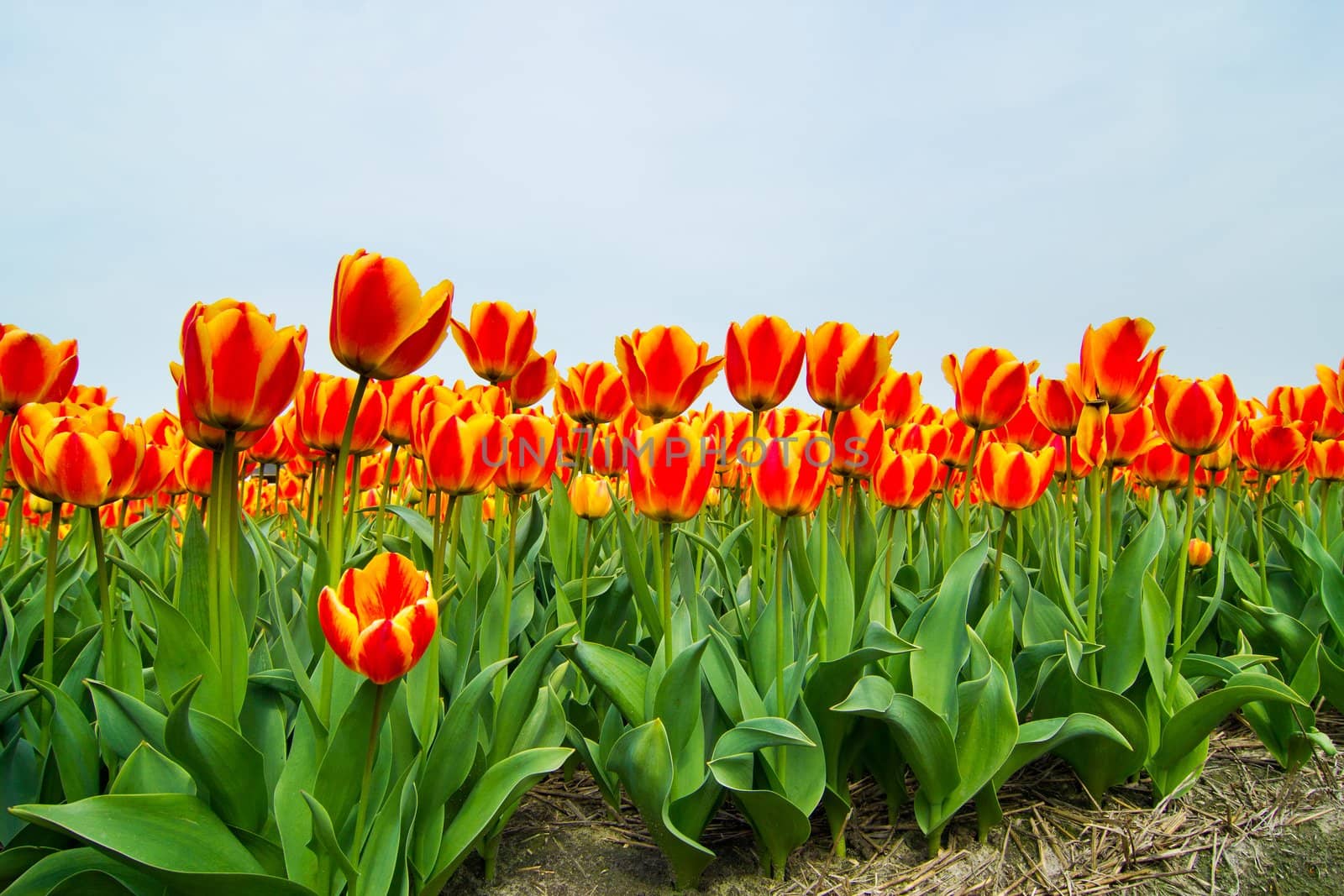 Field of tulips ready for export in Holland Netherlands