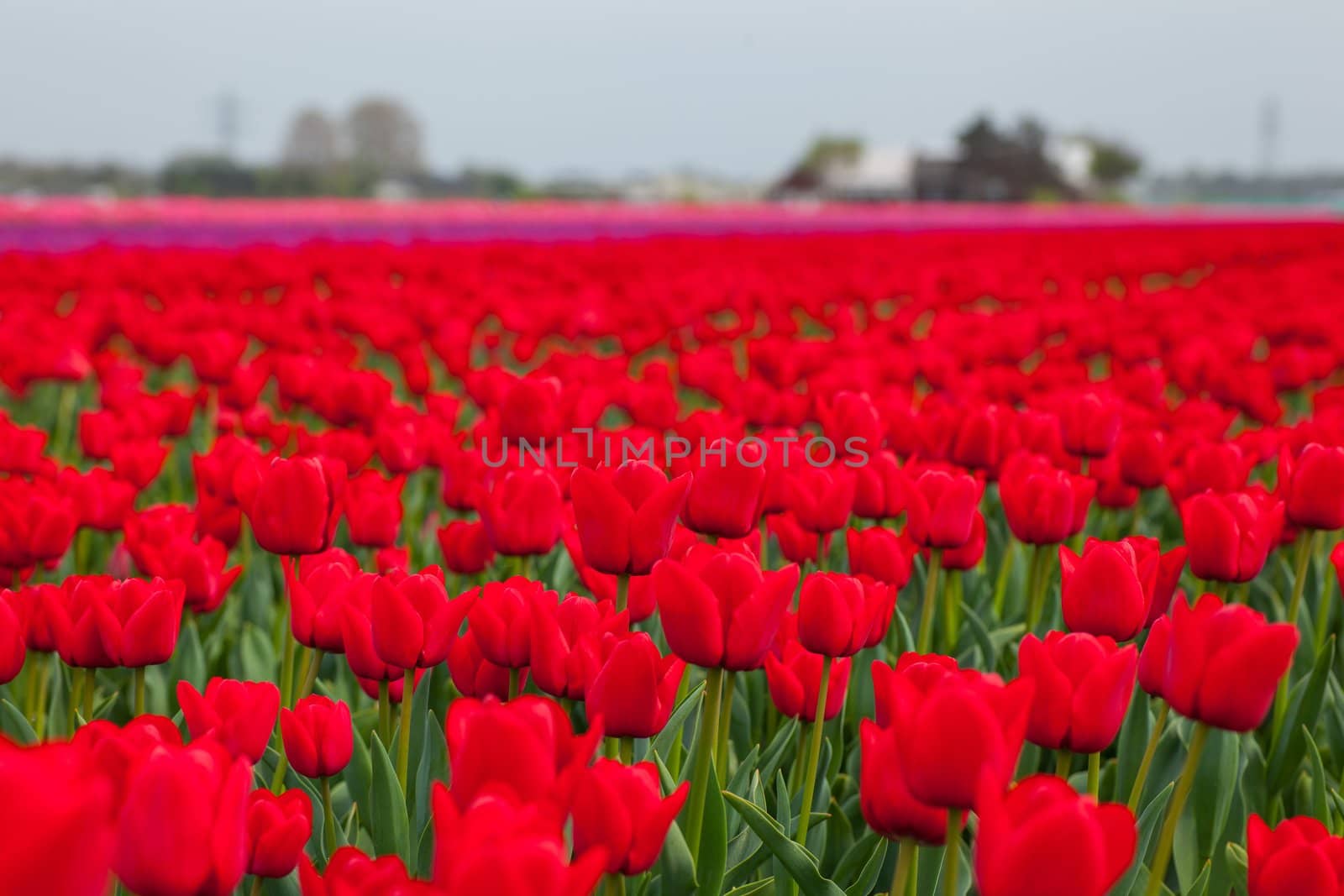 Field of tulips ready for export in Holland Netherlands