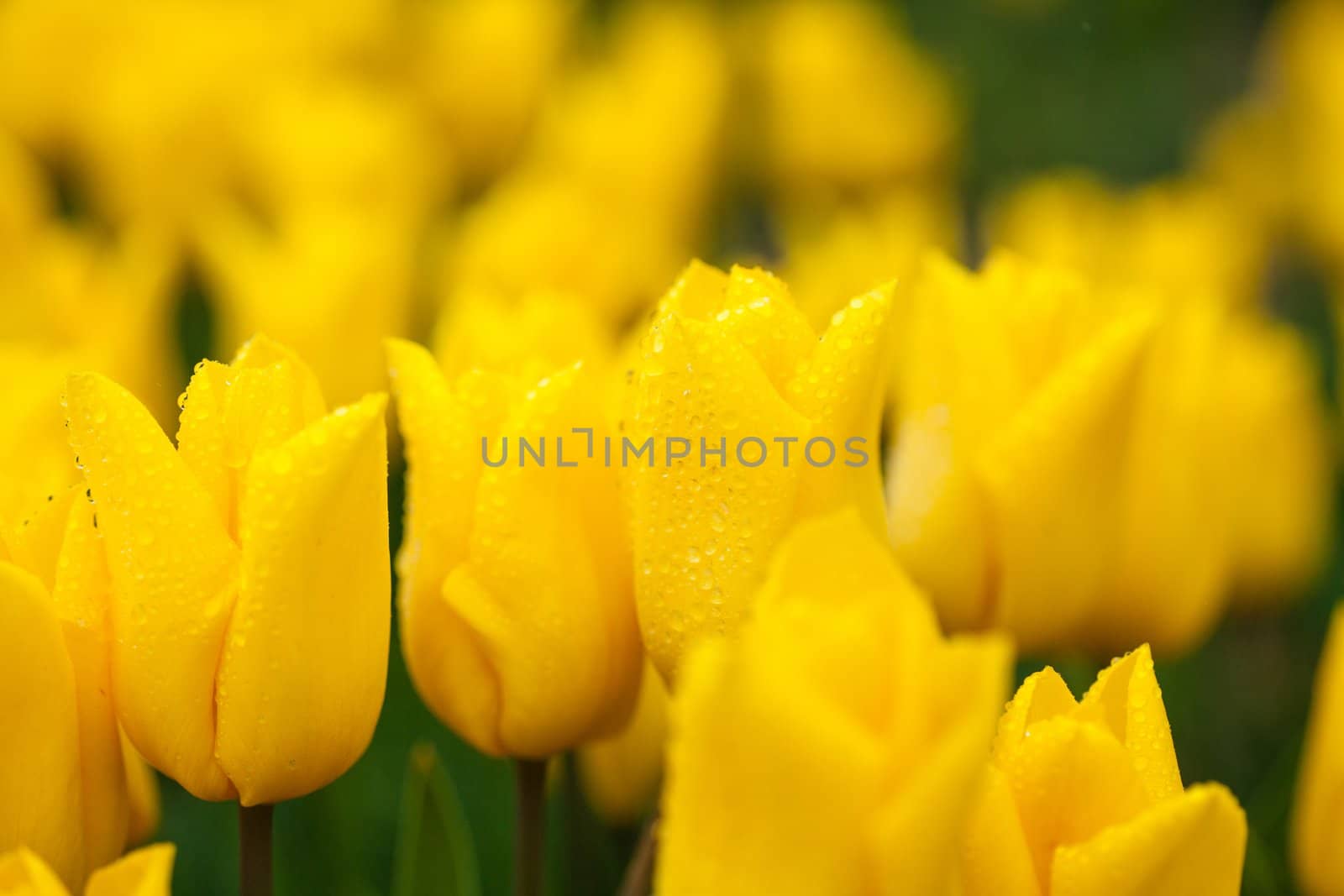 Field of tulips. Tulip in the rain. Holland Netherlands