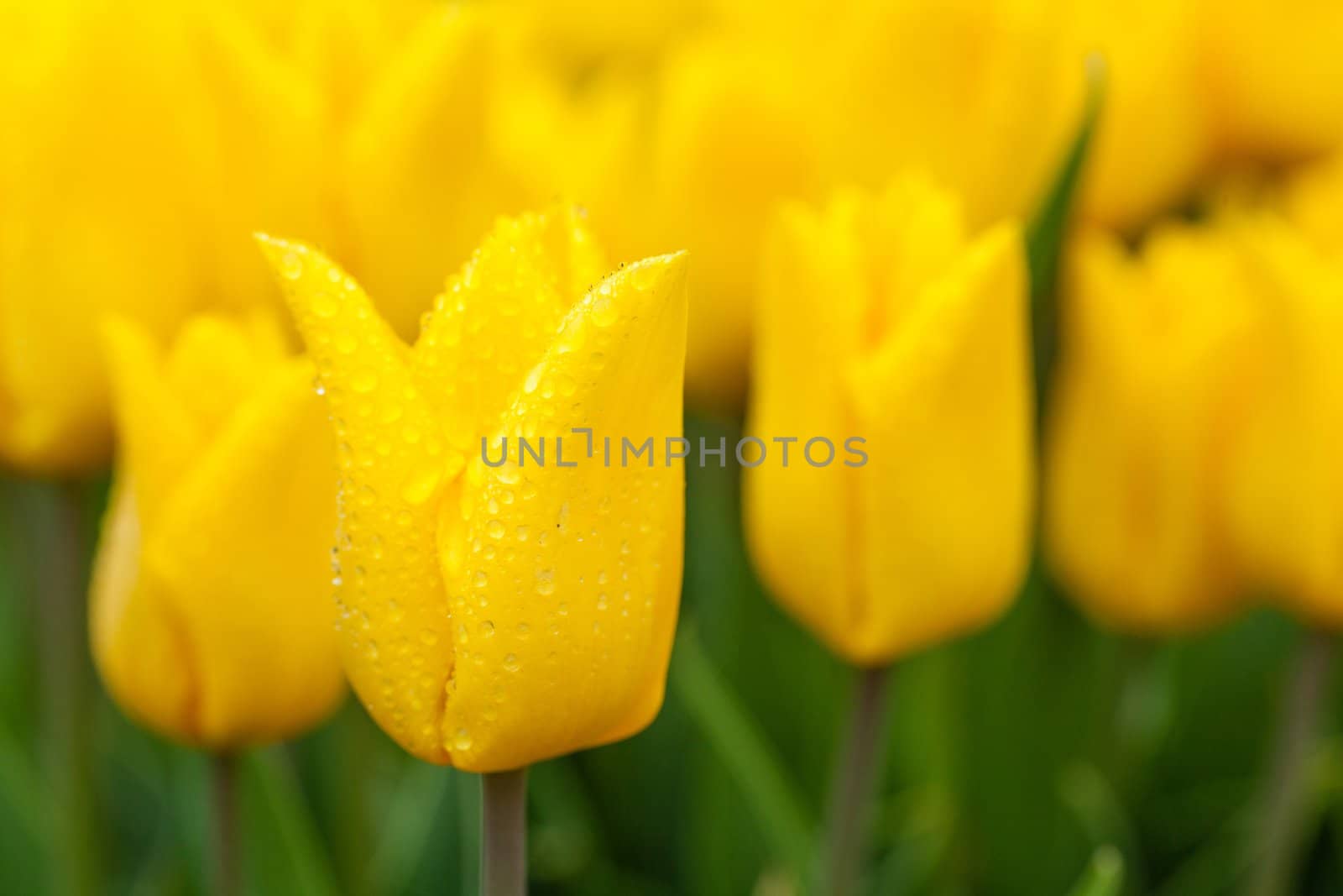 Field of tulips. Tulip in the rain. Holland Netherlands