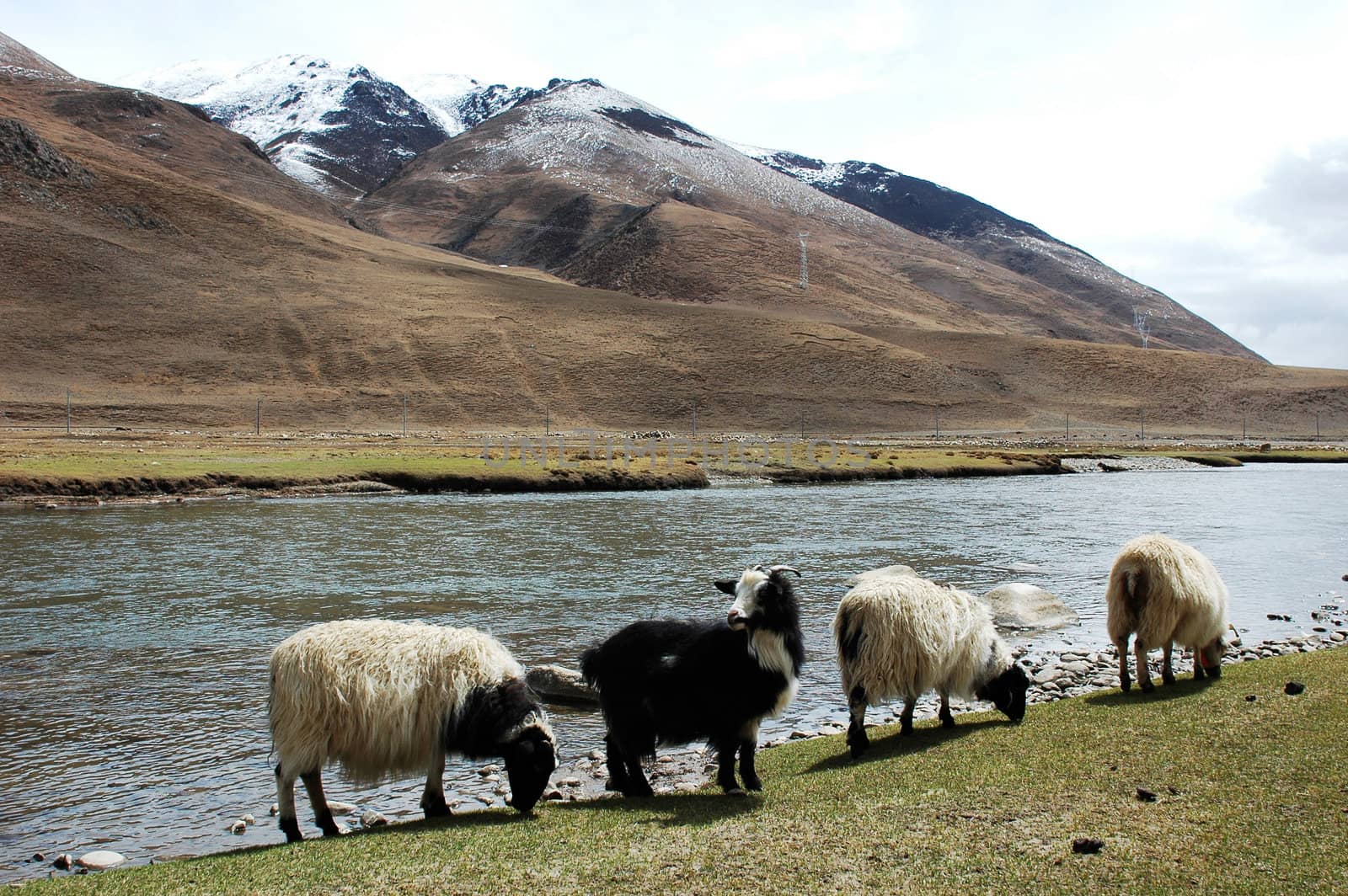 Landscape of snow-capped mountains and a river in the highland of Tibet