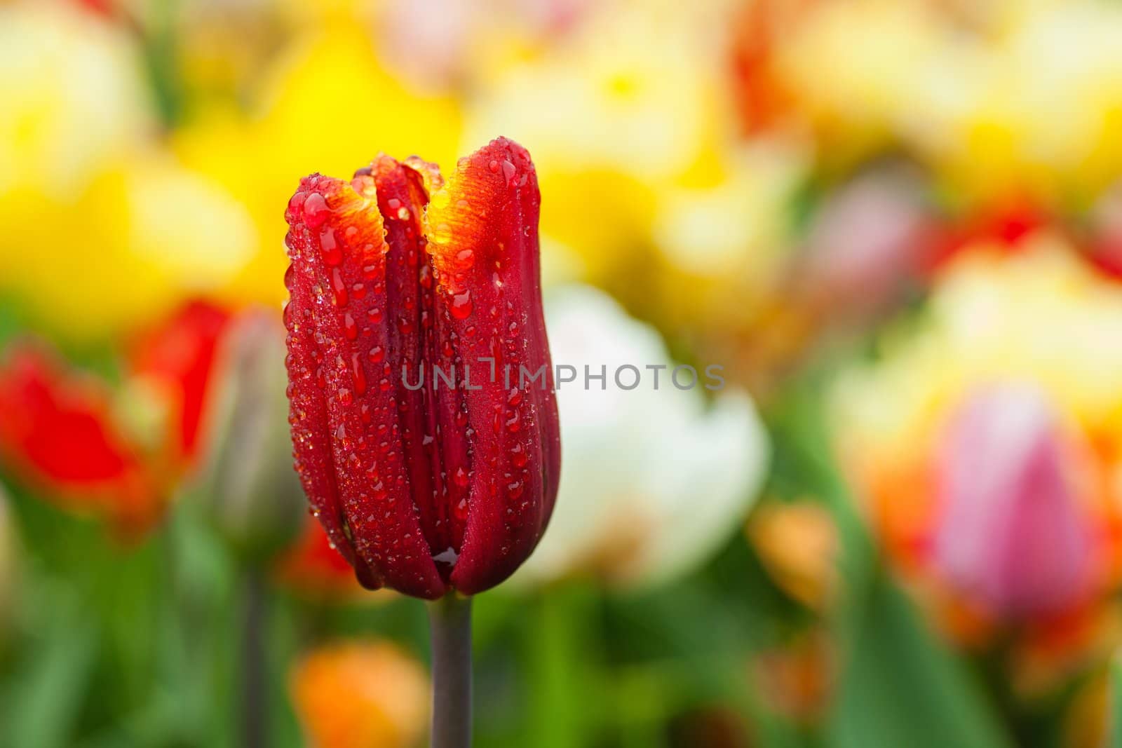 Field of tulips. Tulip in the rain. Holland Netherlands