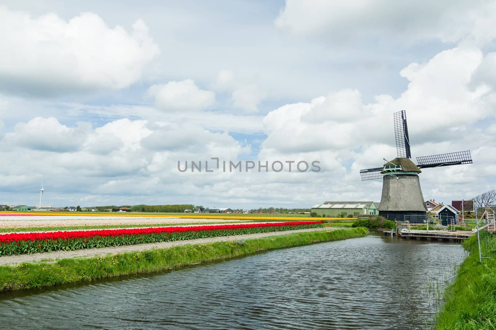 A traditional Dutch windmill near the canal and tulips field. Netherlands