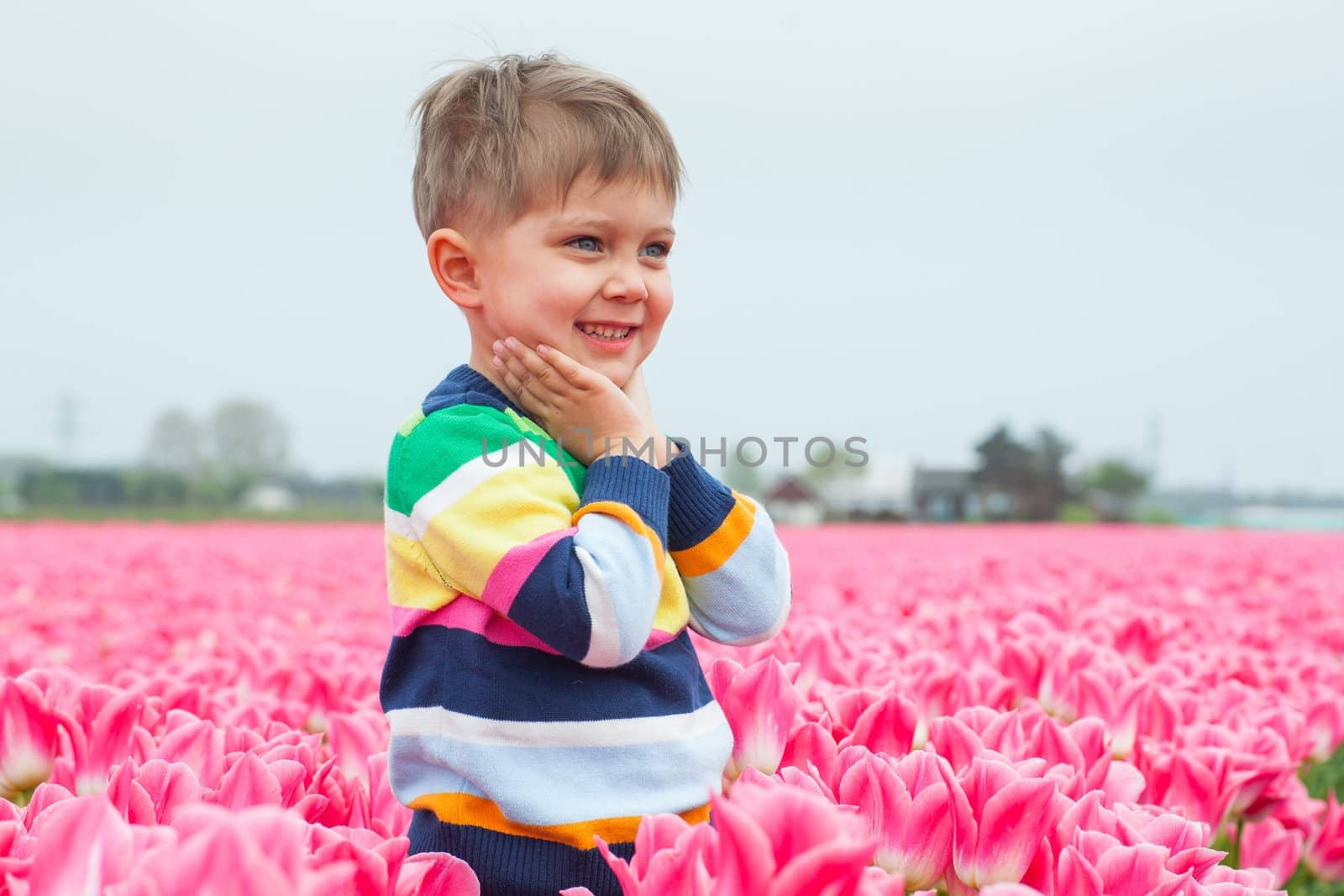 Portrait boy runs between of the purple tulips field