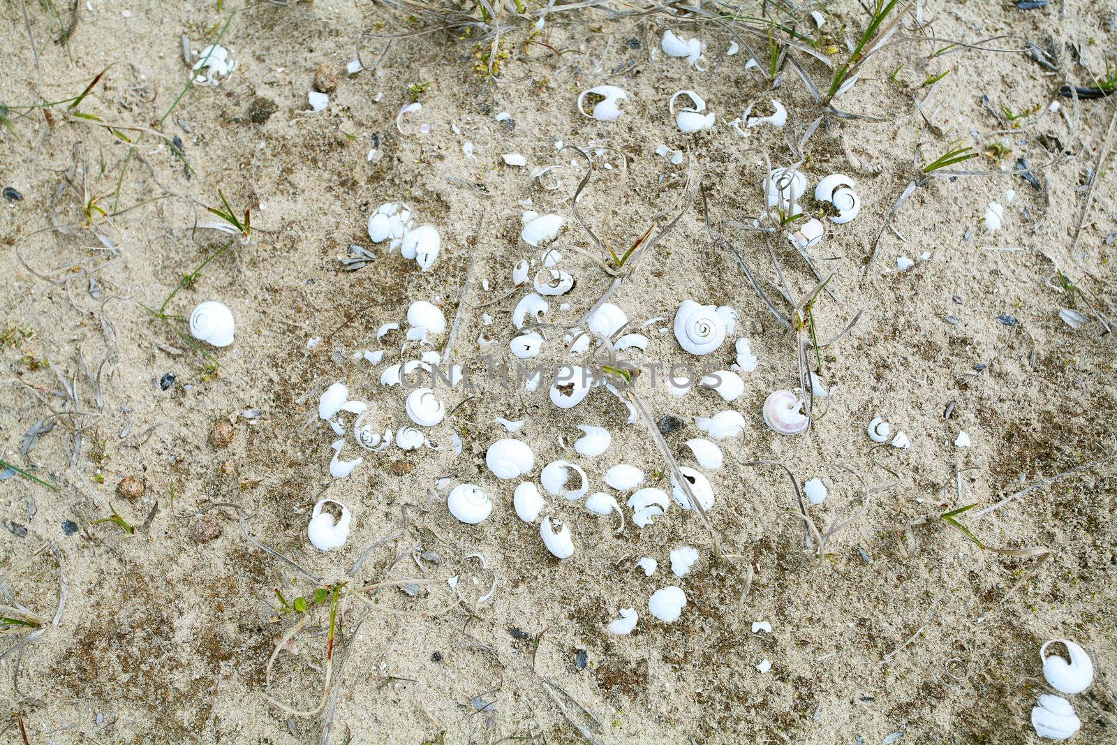 background with sand and white shells outdoors