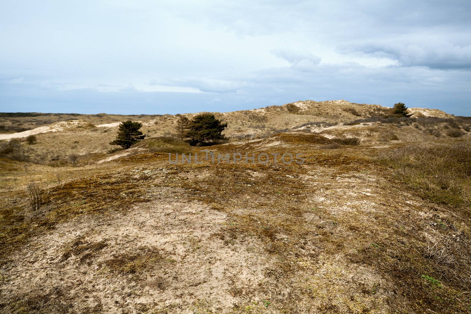 wild sandy dunes in Netherlands during storm