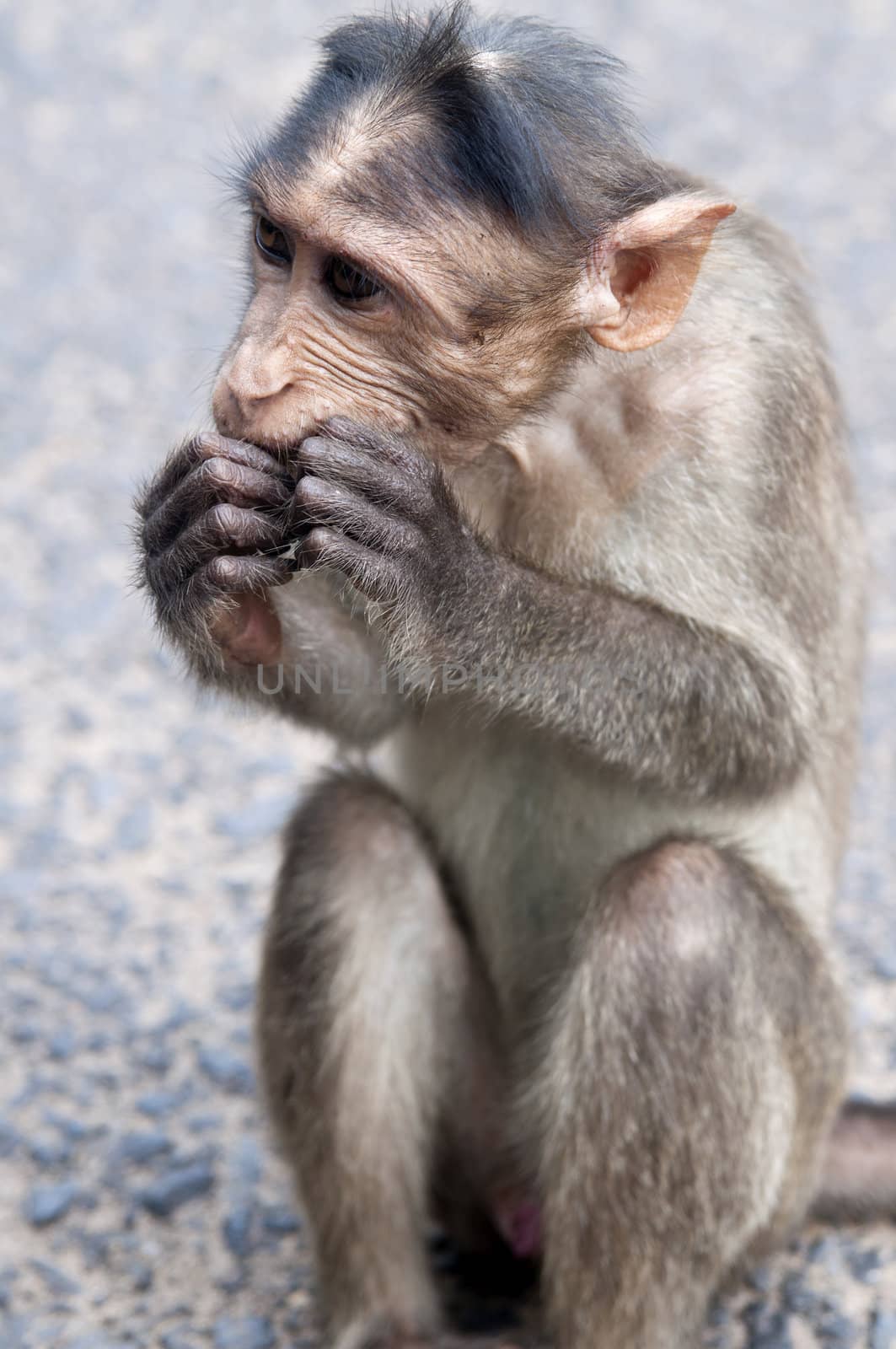 Rhesus Macaque - Macaca mulatta in Keala, India