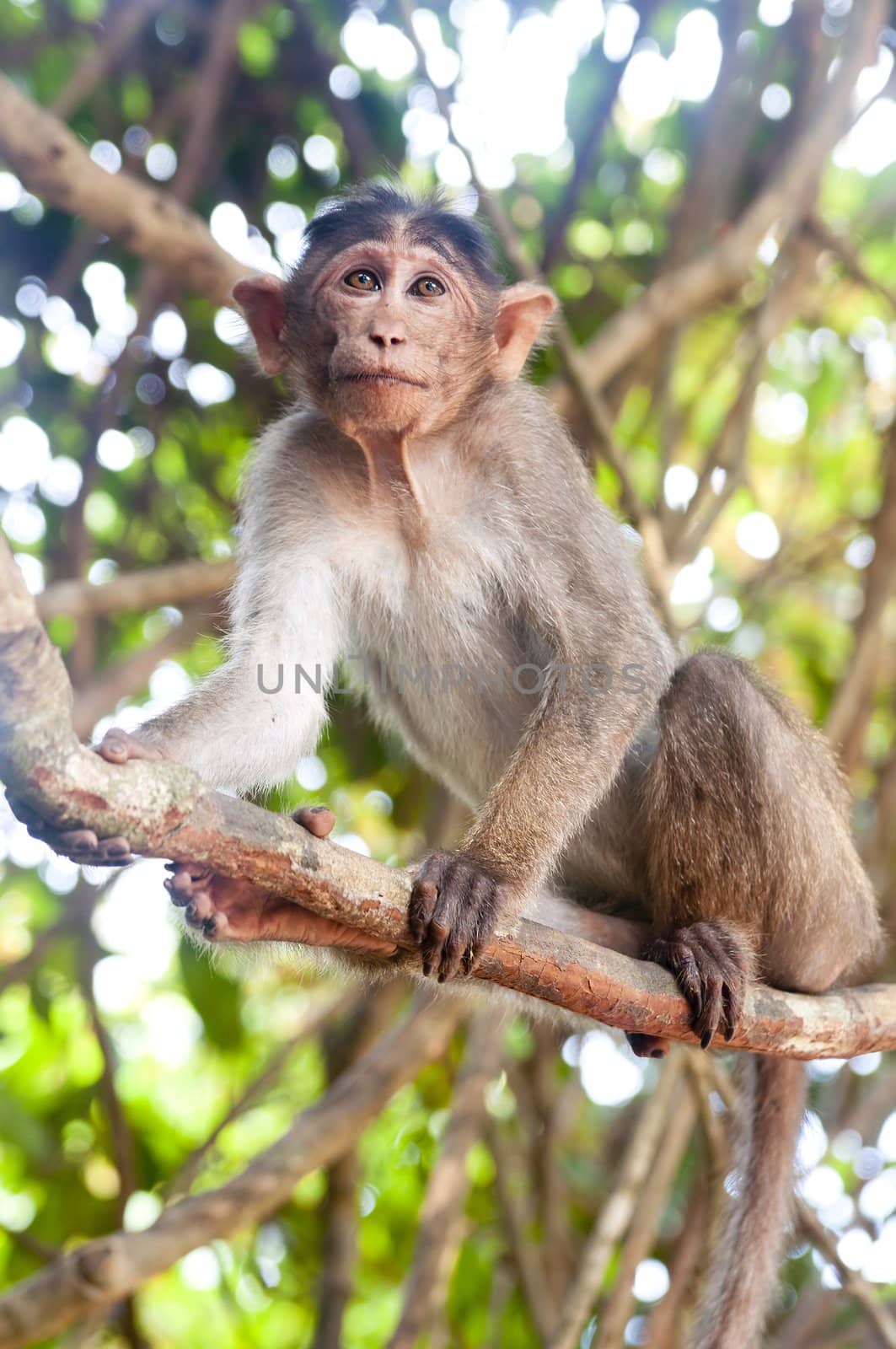 Rhesus Macaque - Macaca mulatta in Keala, India