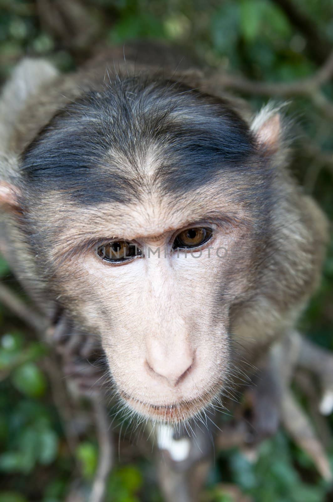 Rhesus Macaque - Macaca mulatta in Keala, India