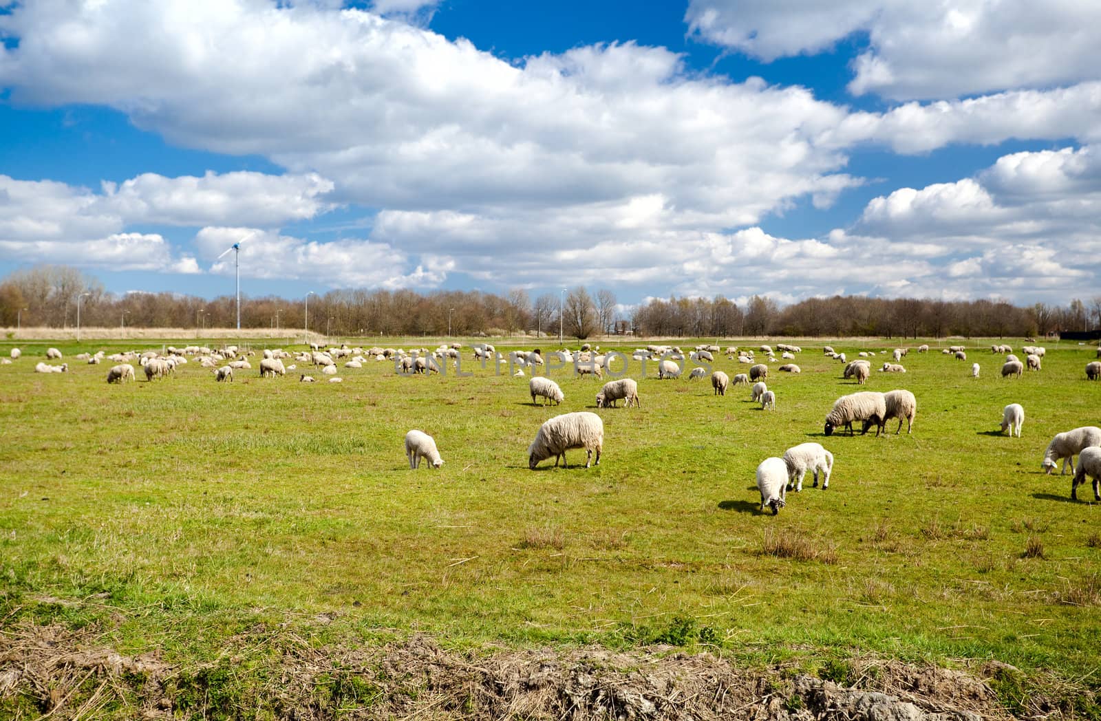 Dutch pasture with many white sheeps under blue sky with clouds