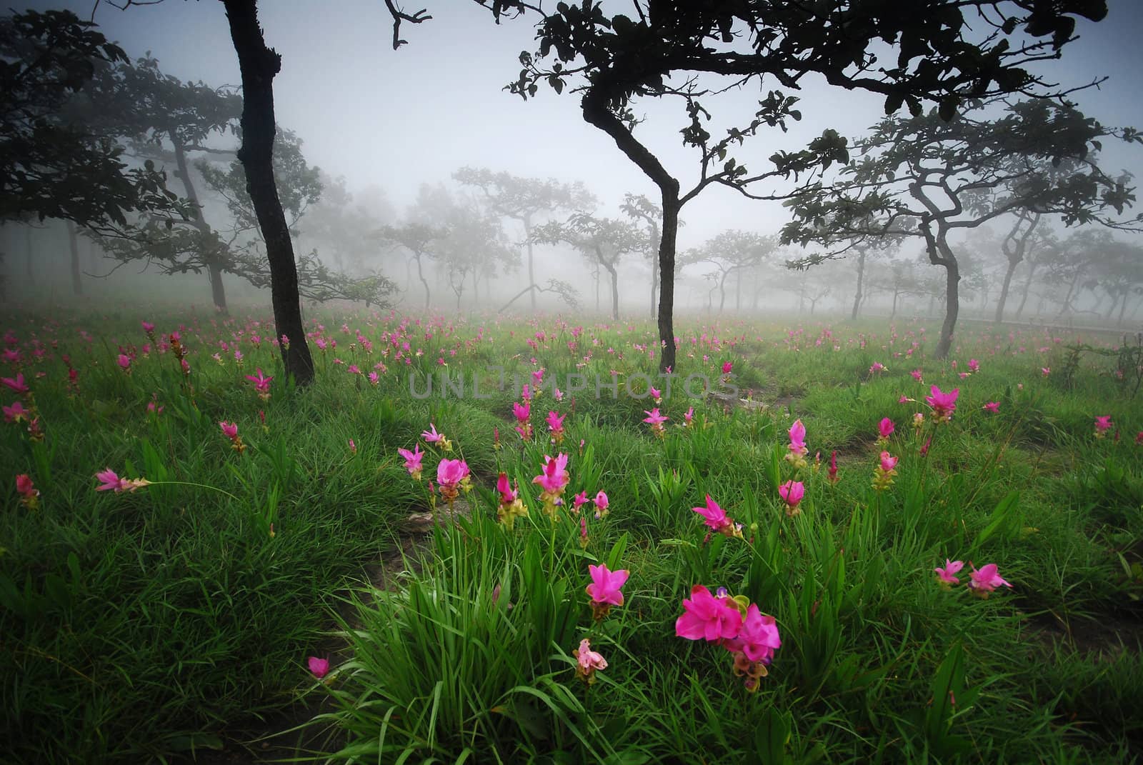 flower field in fog by porbital