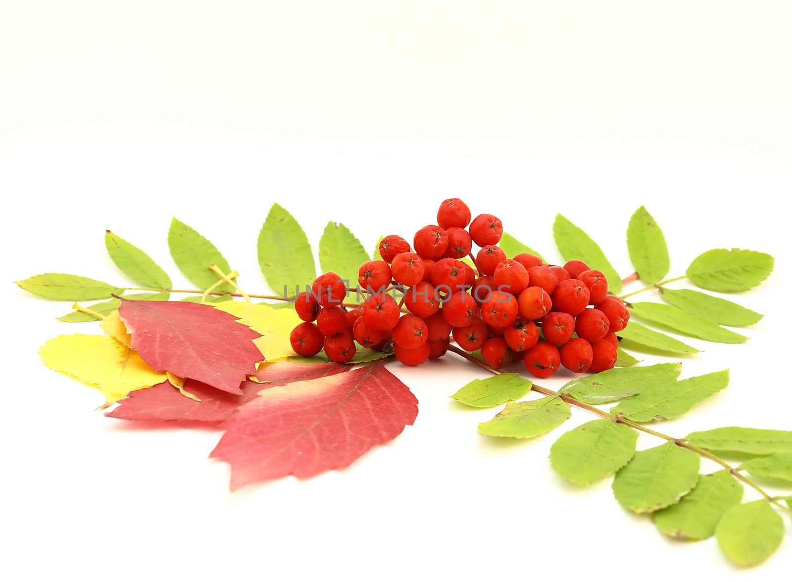 Red rowanberry and autumn leaves by sergpet
