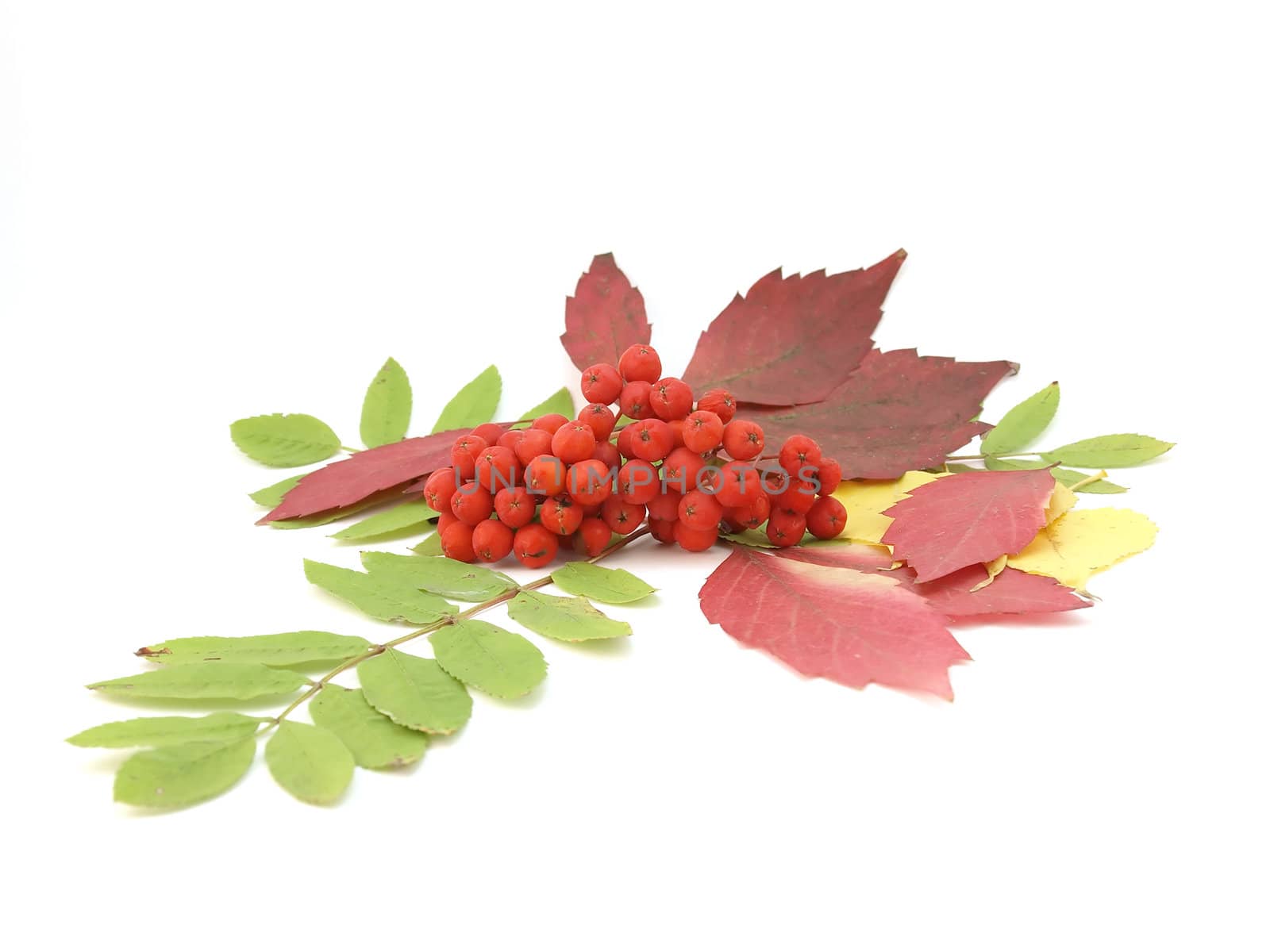Red rowanberry and autumn leaves over white