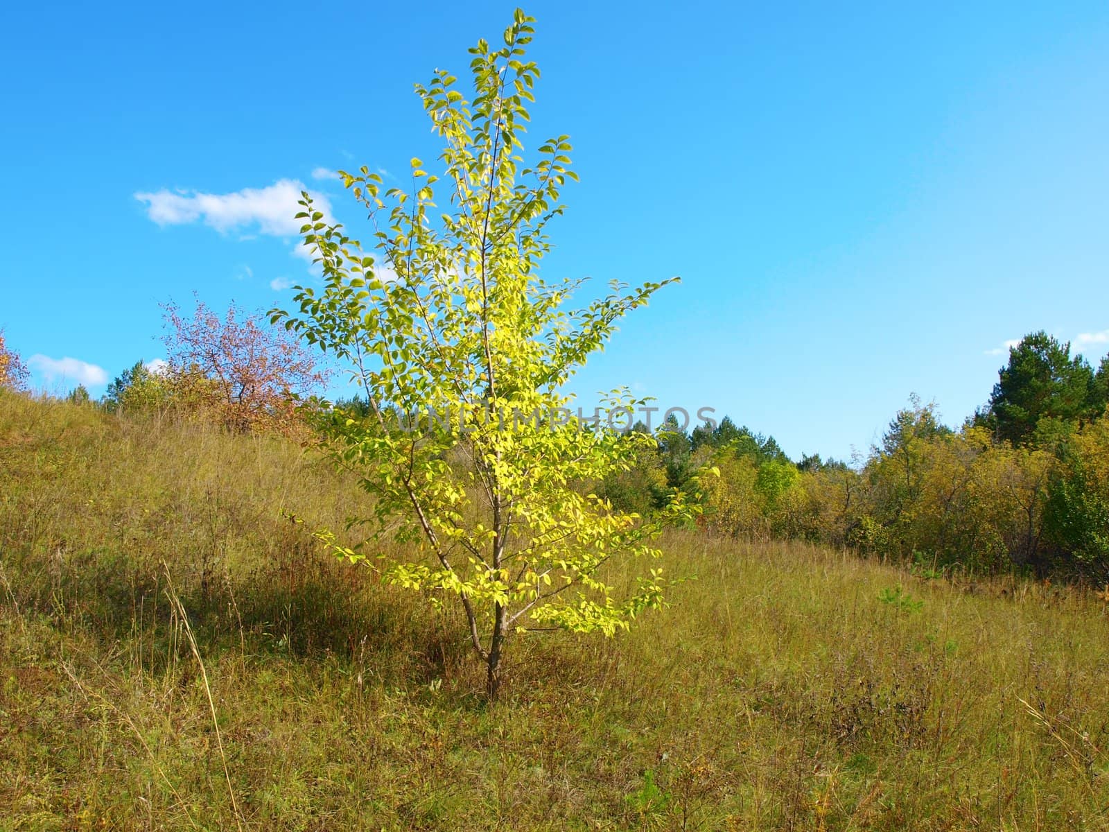 Landscape with single birch