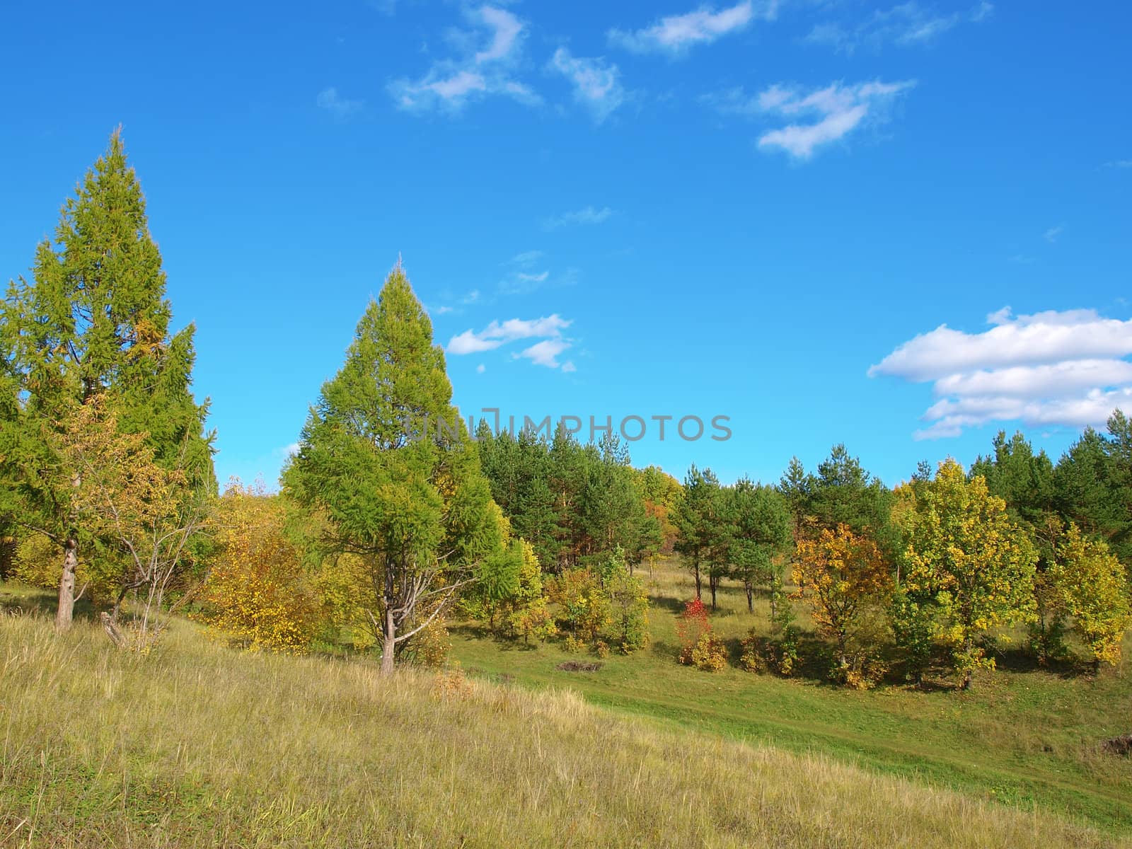 Autumn landscape with trees by sergpet