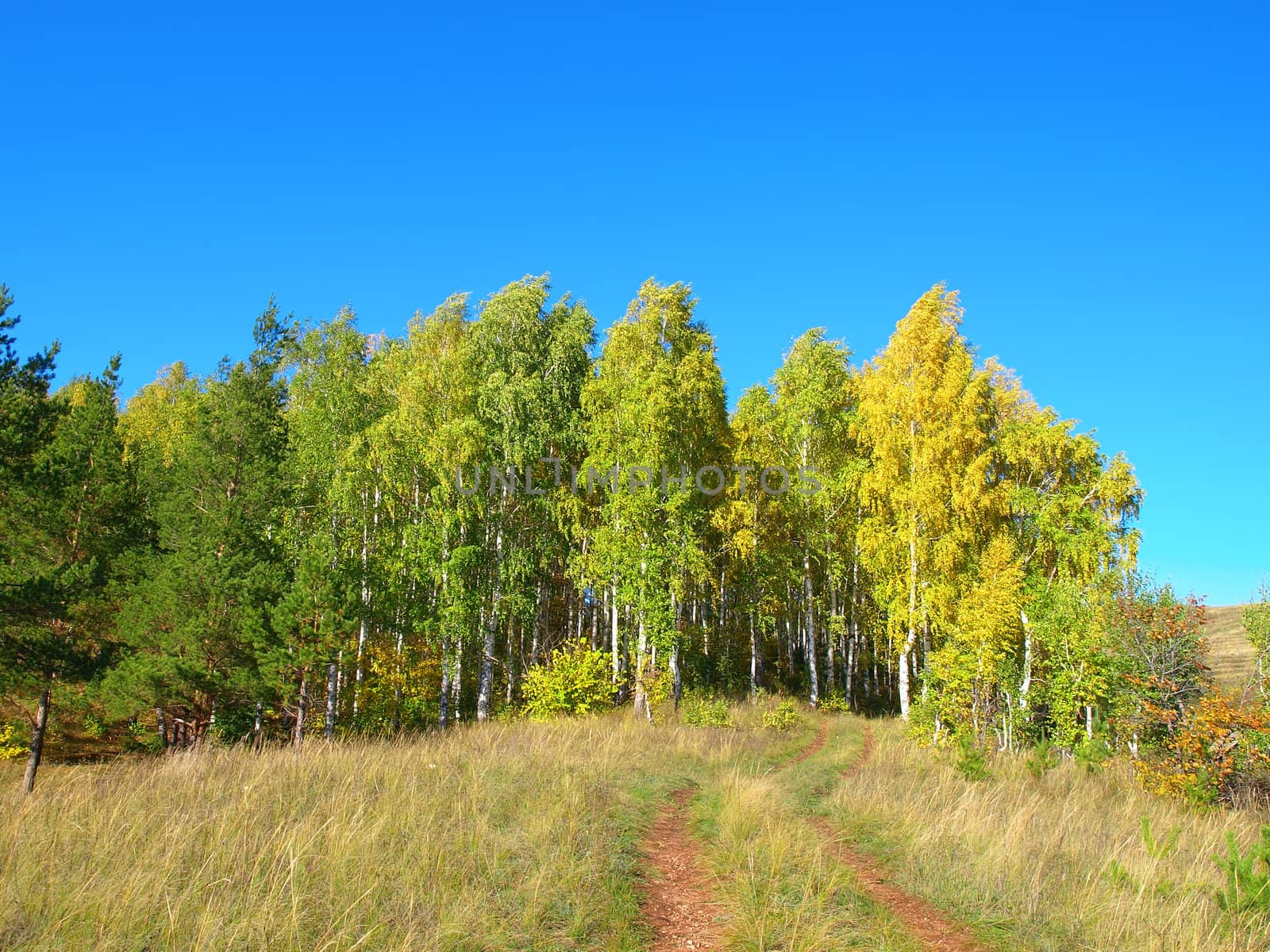 Autumn landscape with birch grove by sergpet