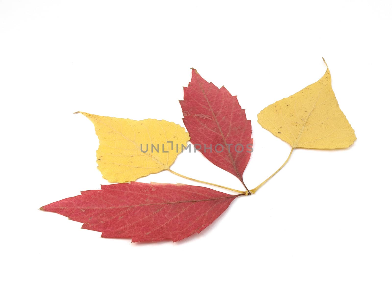 Red and yellow autumn leaves over white