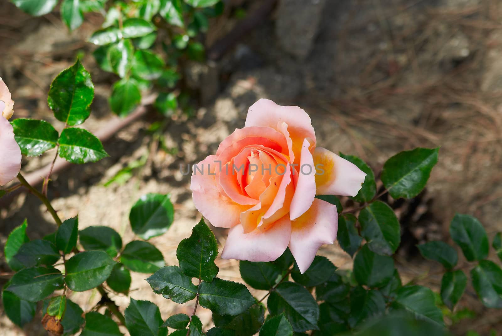 Beautiful pink rose sunny  in garden by Larisa13