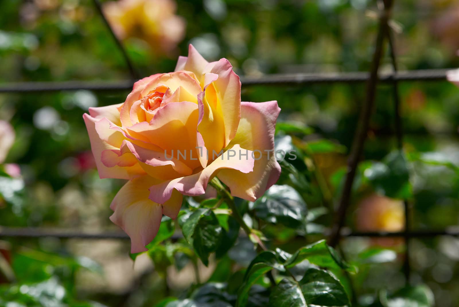 Beautiful pink rose sunny  in garden by Larisa13