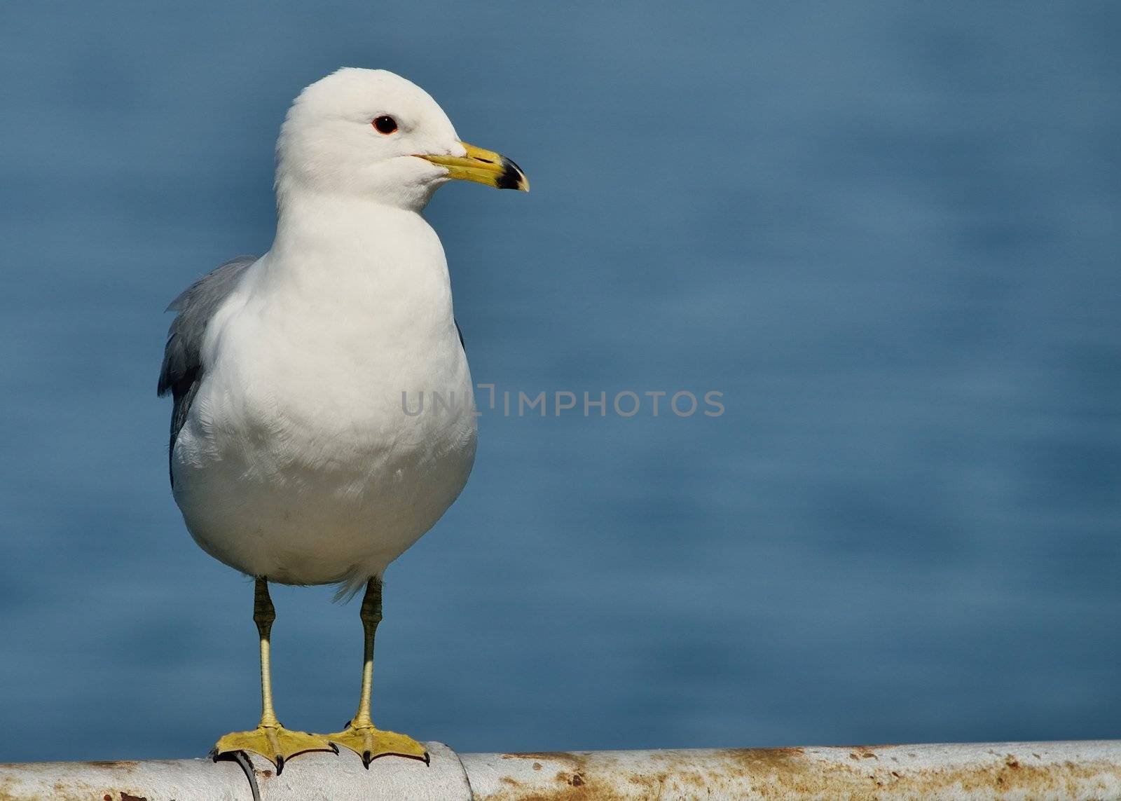 Ring-billed Seagull by brm1949
