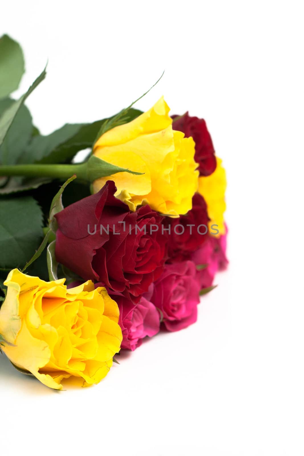 Bunch of Roses isolated on white background by Mazirama