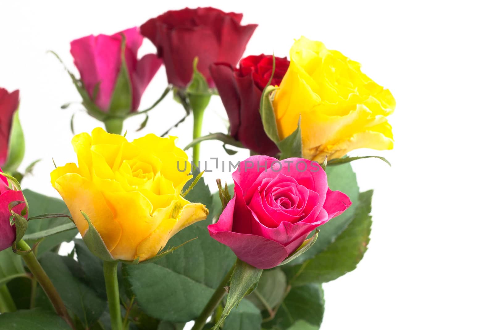 Bunch of Roses isolated on white background by Mazirama