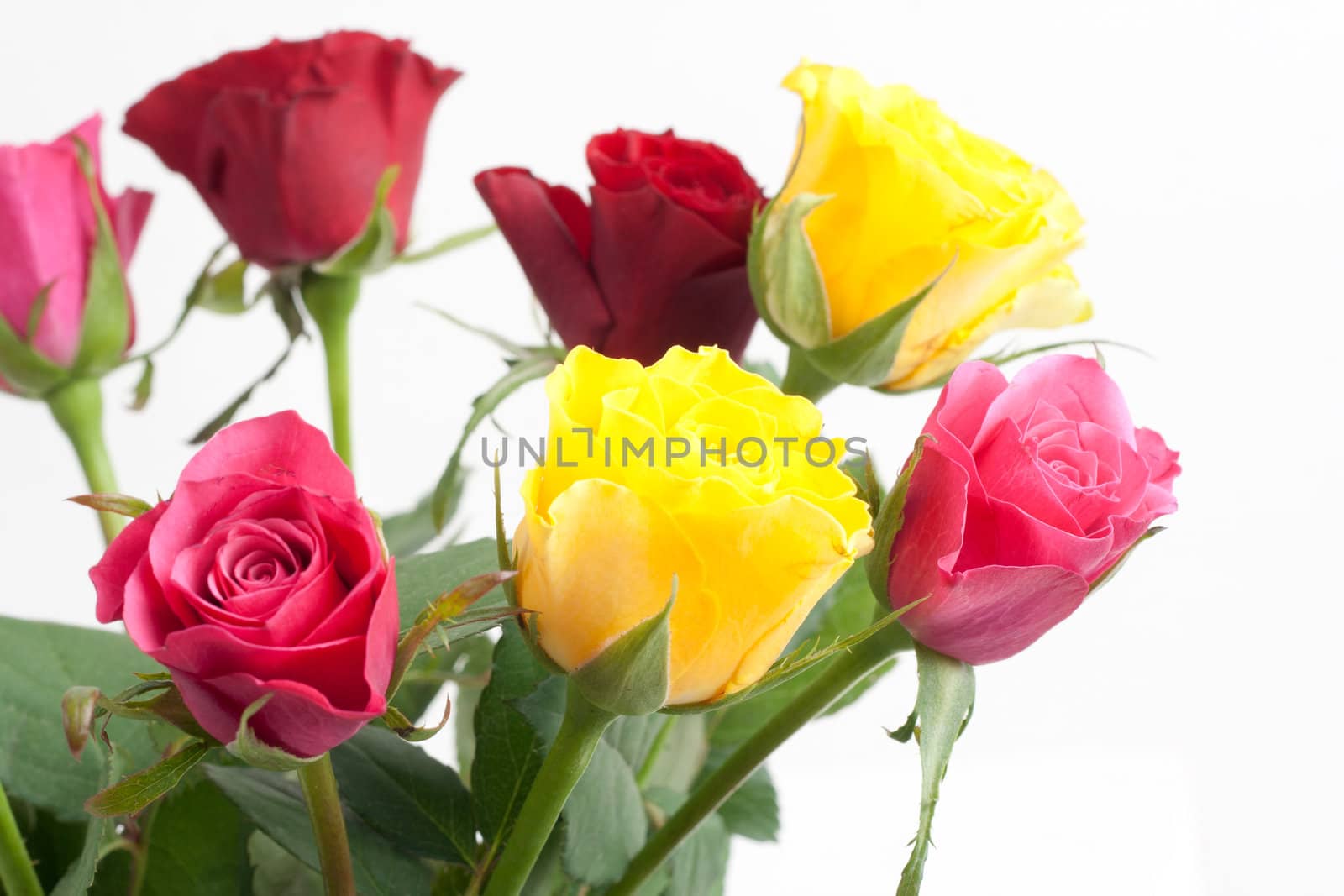 Bunch of Roses isolated on white background by Mazirama