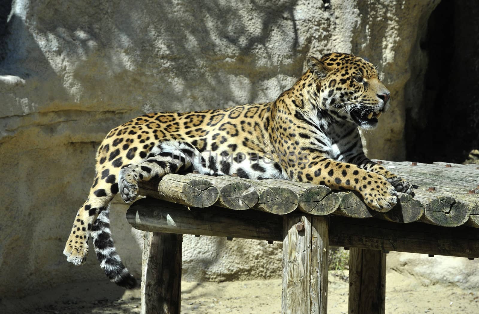 Leopard in a Zoo