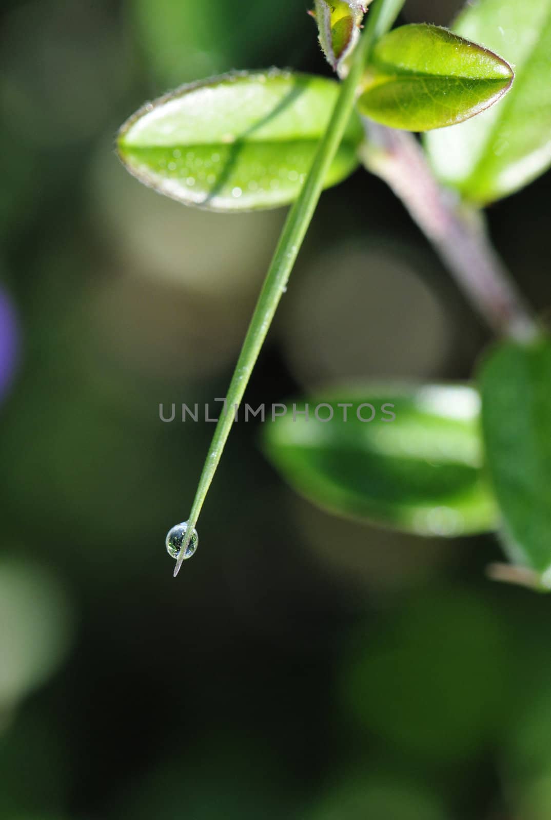 Water Drop on a Grass by shkyo30