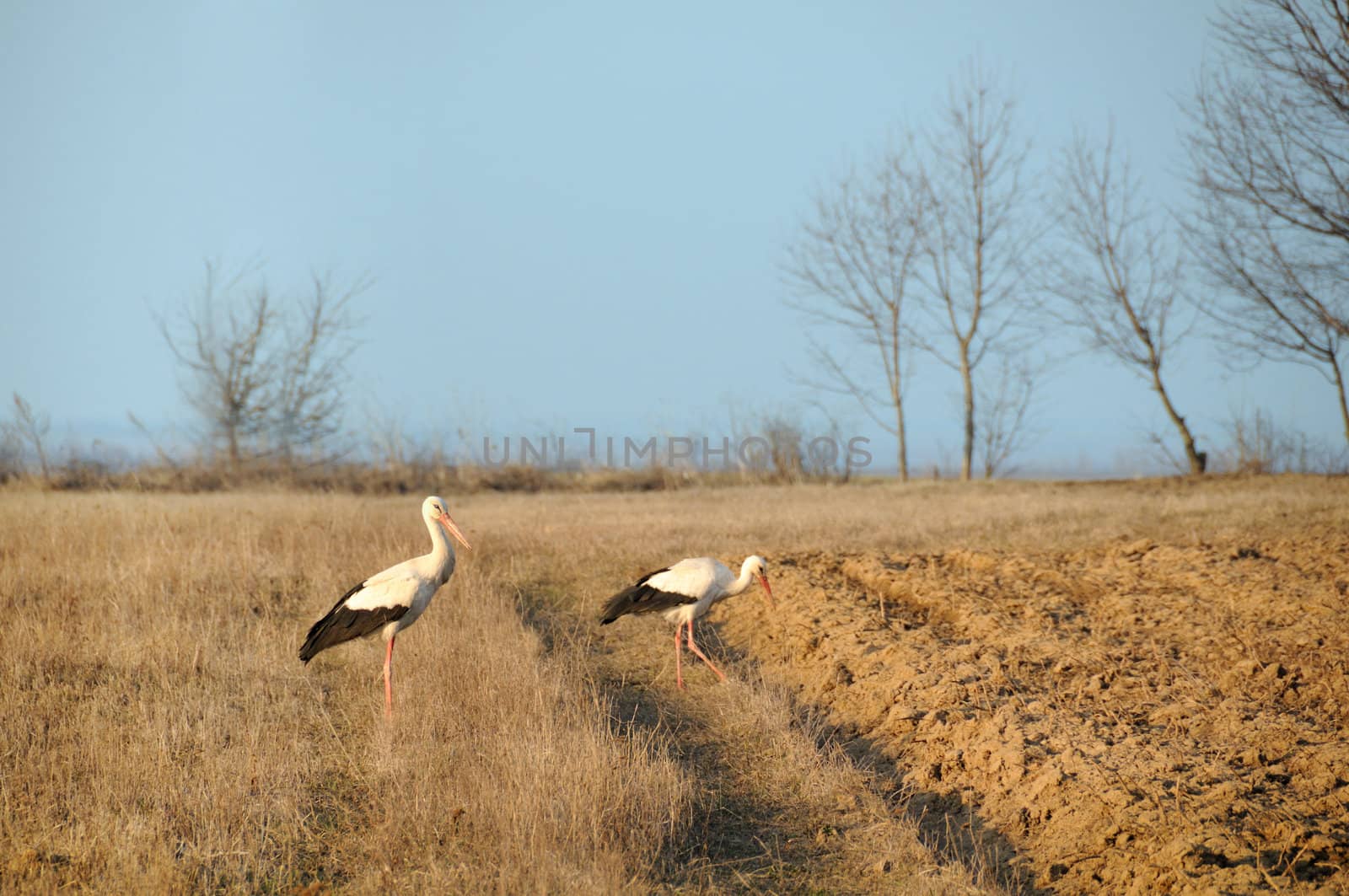 Two storks on spring field