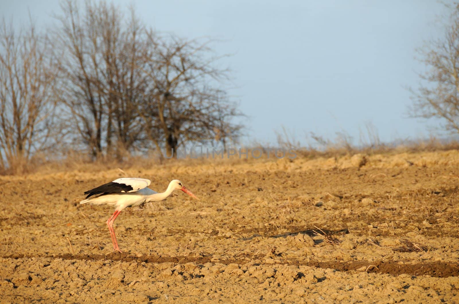 Stork on spring sown field is ready to fly