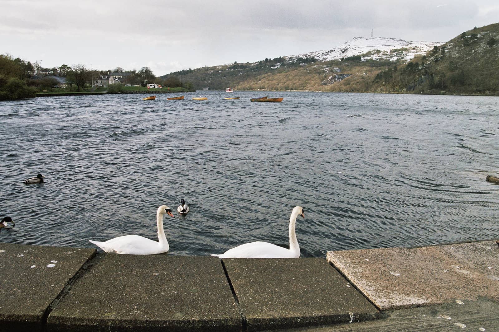 A pair of mute swans on a lake with ducks and boats and hills in the distance.
