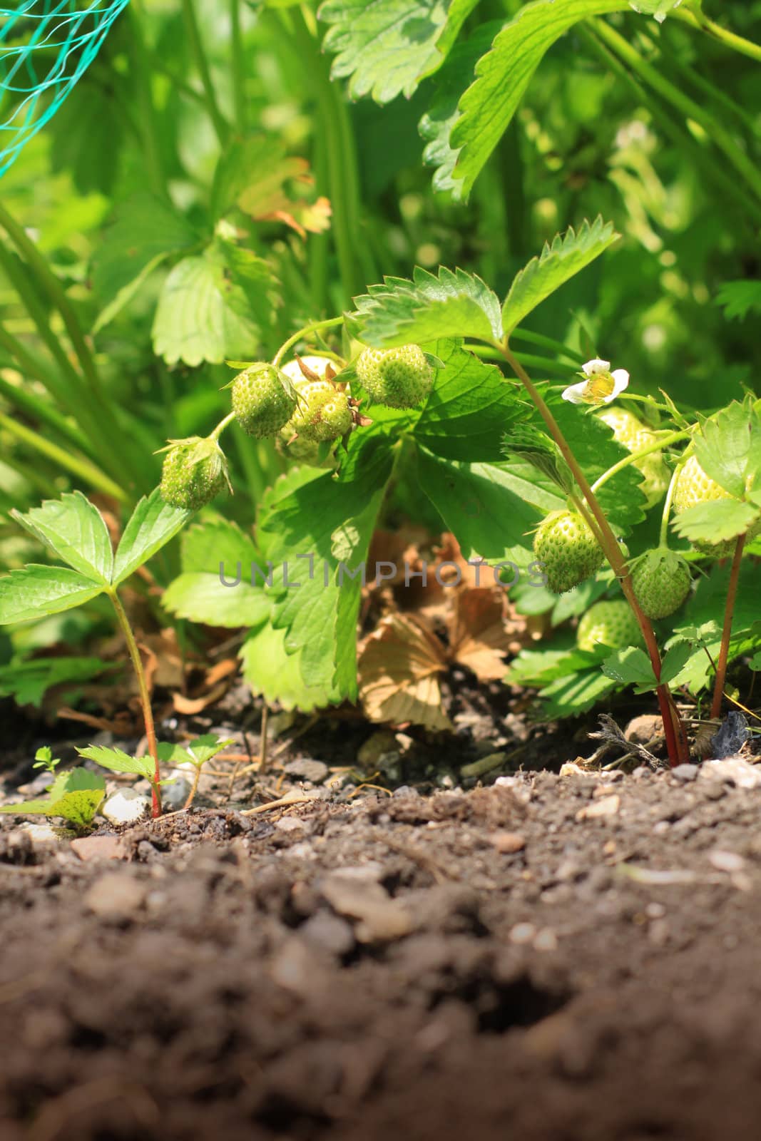 A low angled shot of the first signs of organically growing strawberries set on a portrait format image. Strawberries in their green state prior to ripening. Copy space available to image.